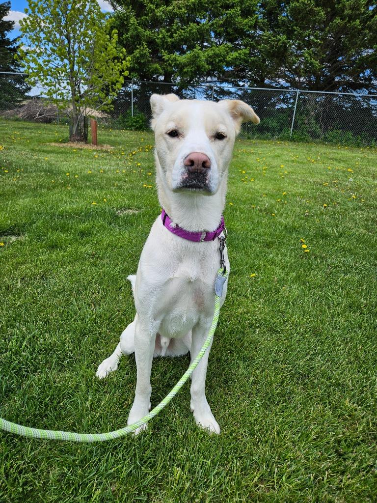 Sunny, a Adoptable mixed breed in Barron, WI image 4/6