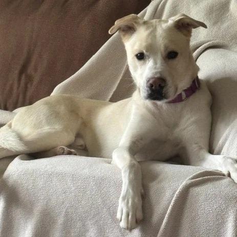 Enlarge Sunny, a Adoptable mixed breed in Barron, WI image 5/6