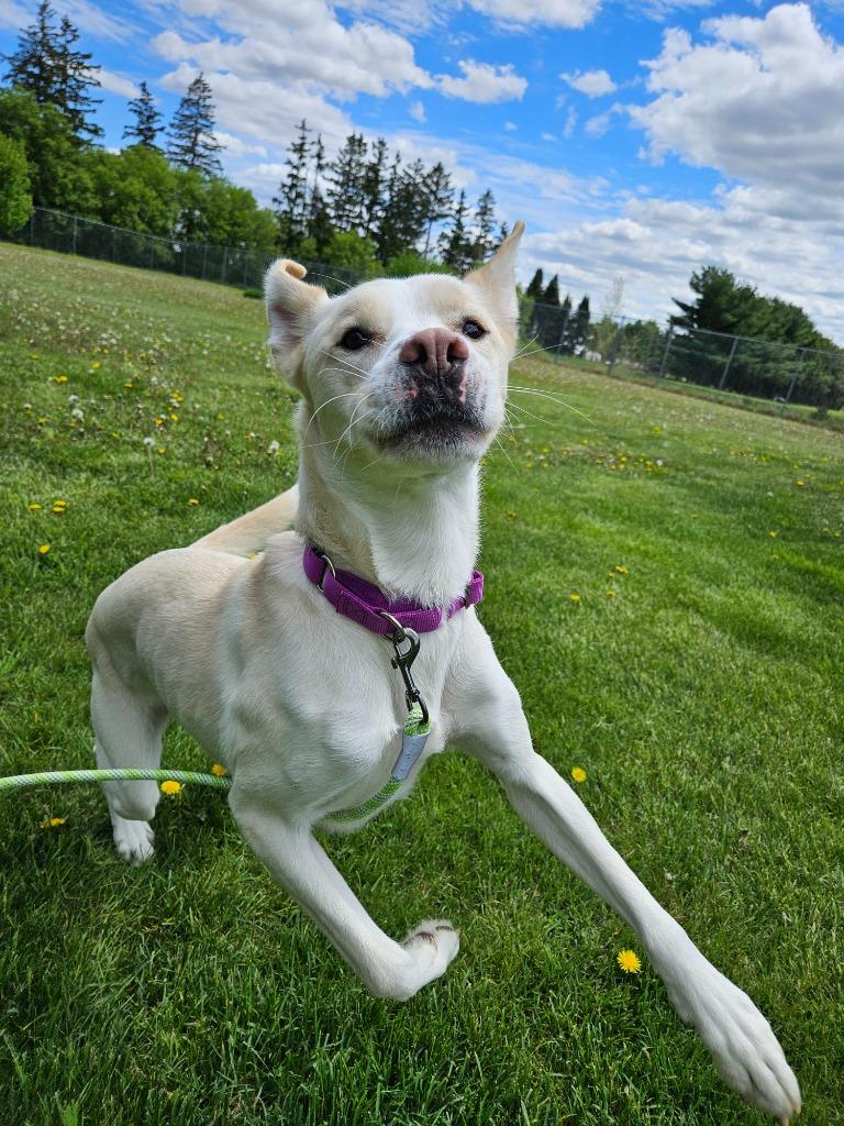 Sunny, a Adoptable mixed breed in Barron, WI image 5/6