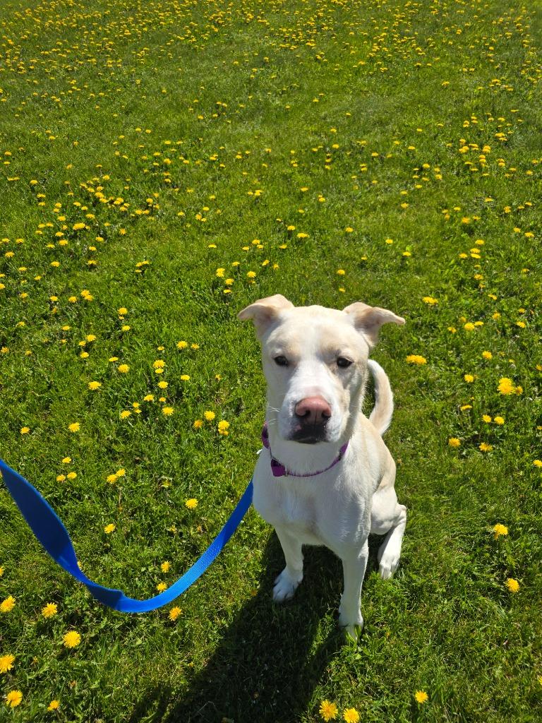 Sunny, a Adoptable mixed breed in Barron, WI image 6/6