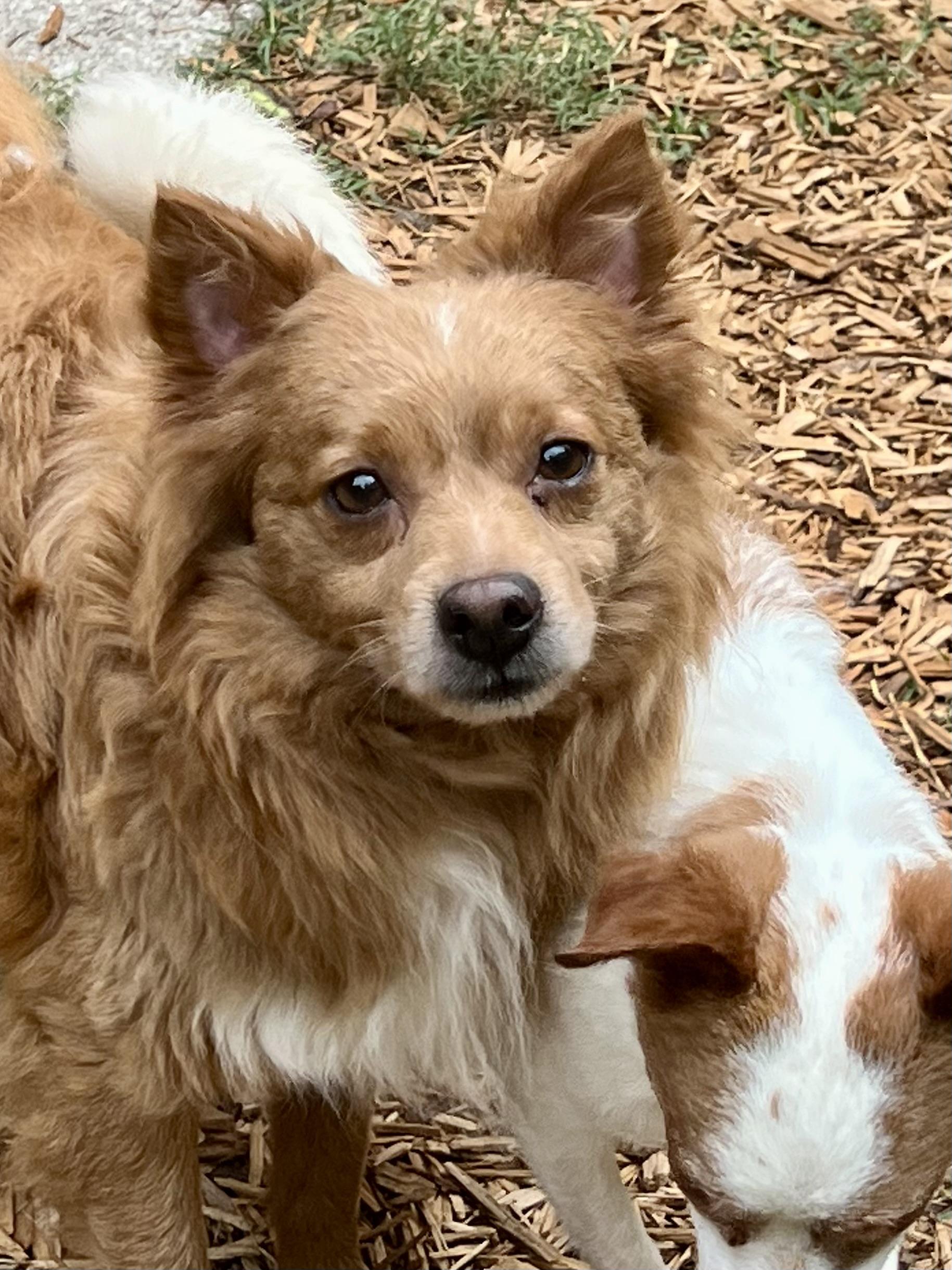 Enlarge Sergei, a Adoptable Mixed Breed in Mt Pleasant, SC image 3/6