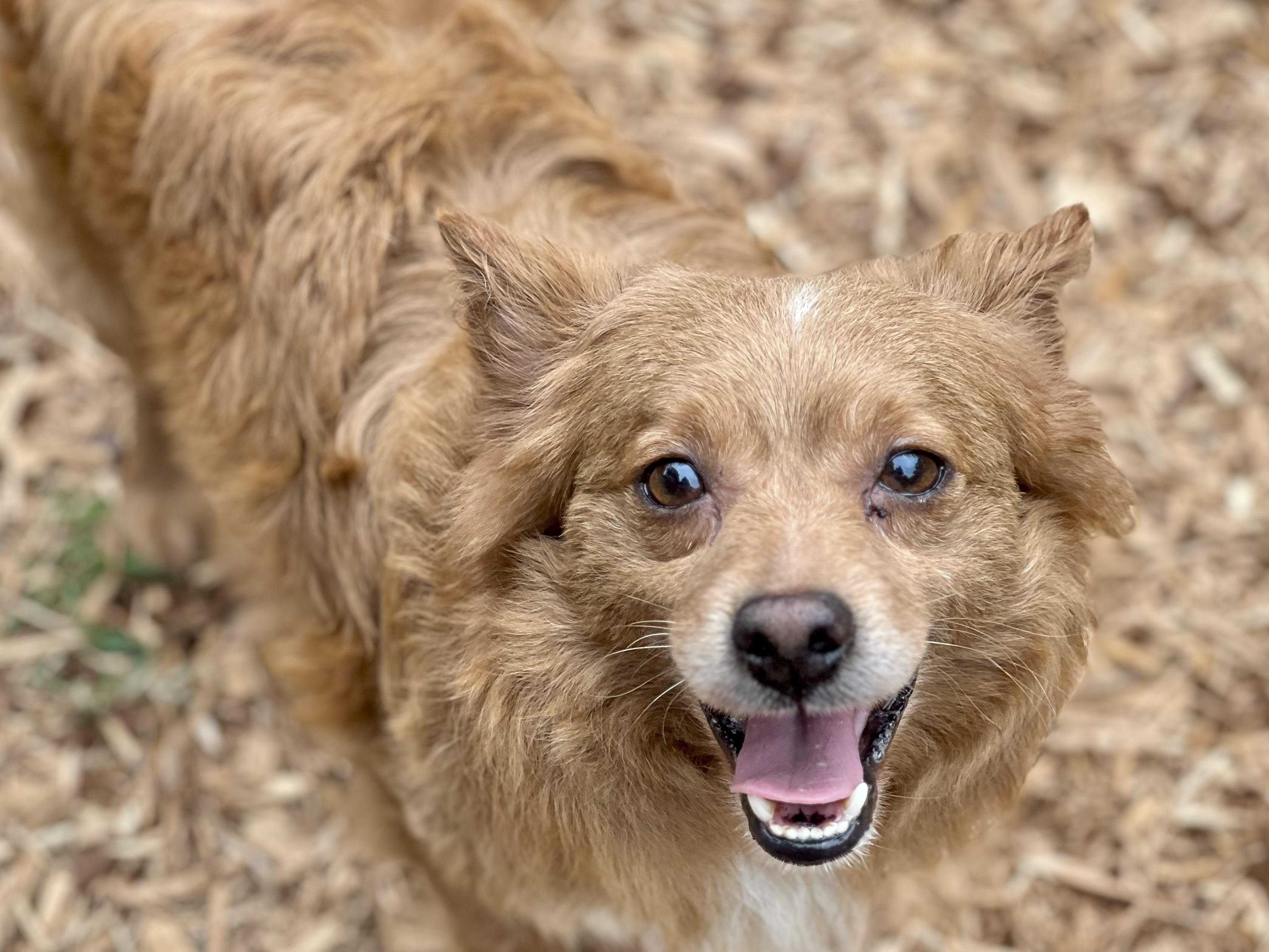 Enlarge Sergei, a Adoptable Mixed Breed in Mt Pleasant, SC image 4/6