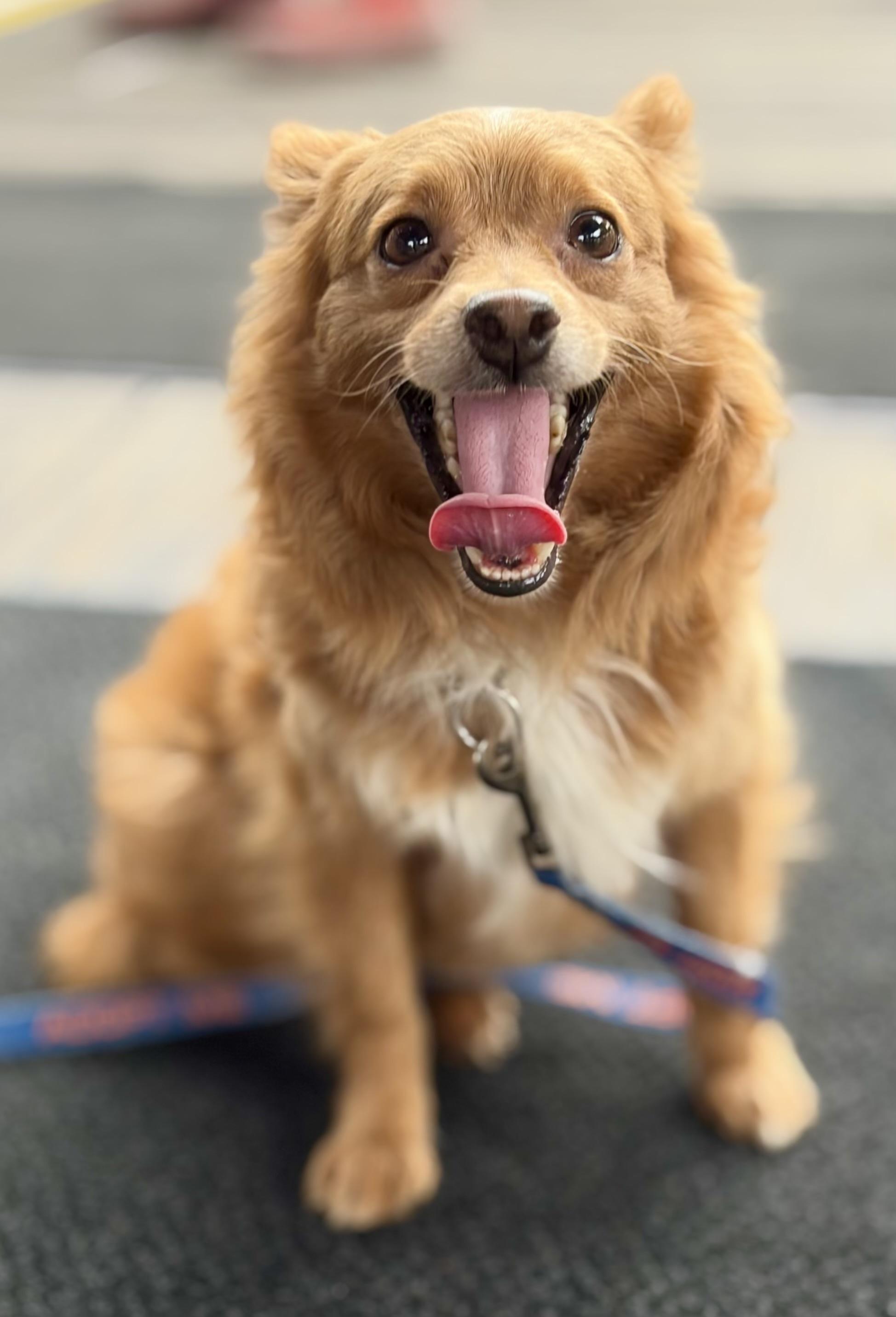 Sergei aka Fennec, Adoptable, Adult Male Mixed Breed.