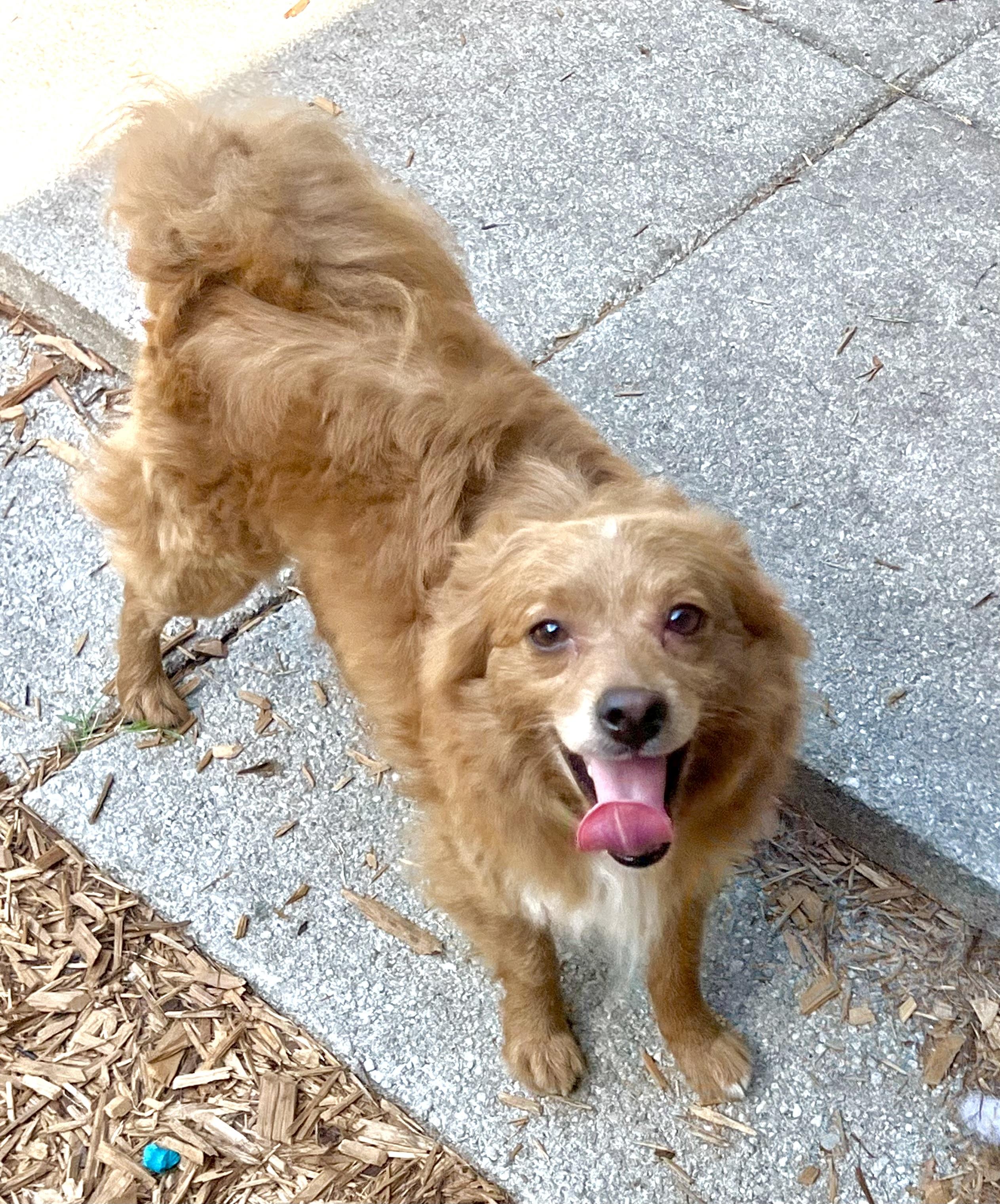 Enlarge Sergei, a Adoptable Mixed Breed in Mt Pleasant, SC image 2/6