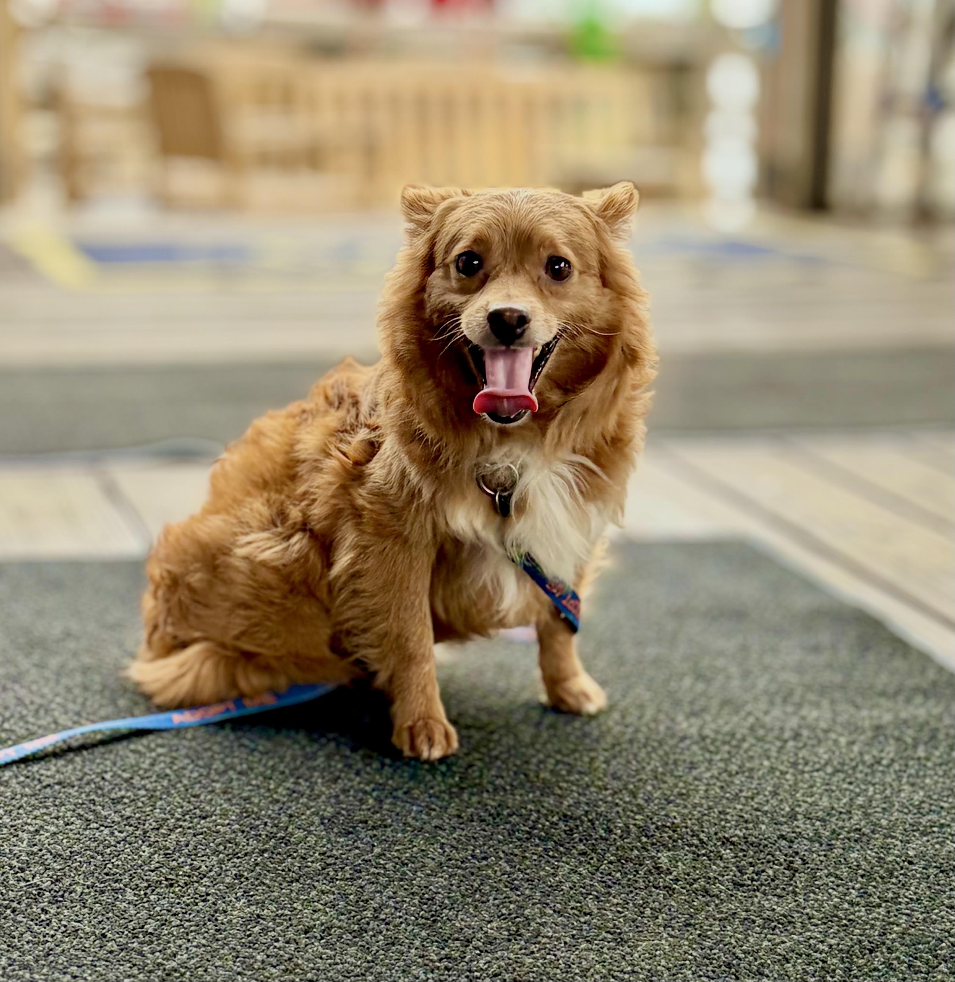 Enlarge Sergei aka Fennec, a Adoptable Mixed Breed in Mt Pleasant, SC image 4/6