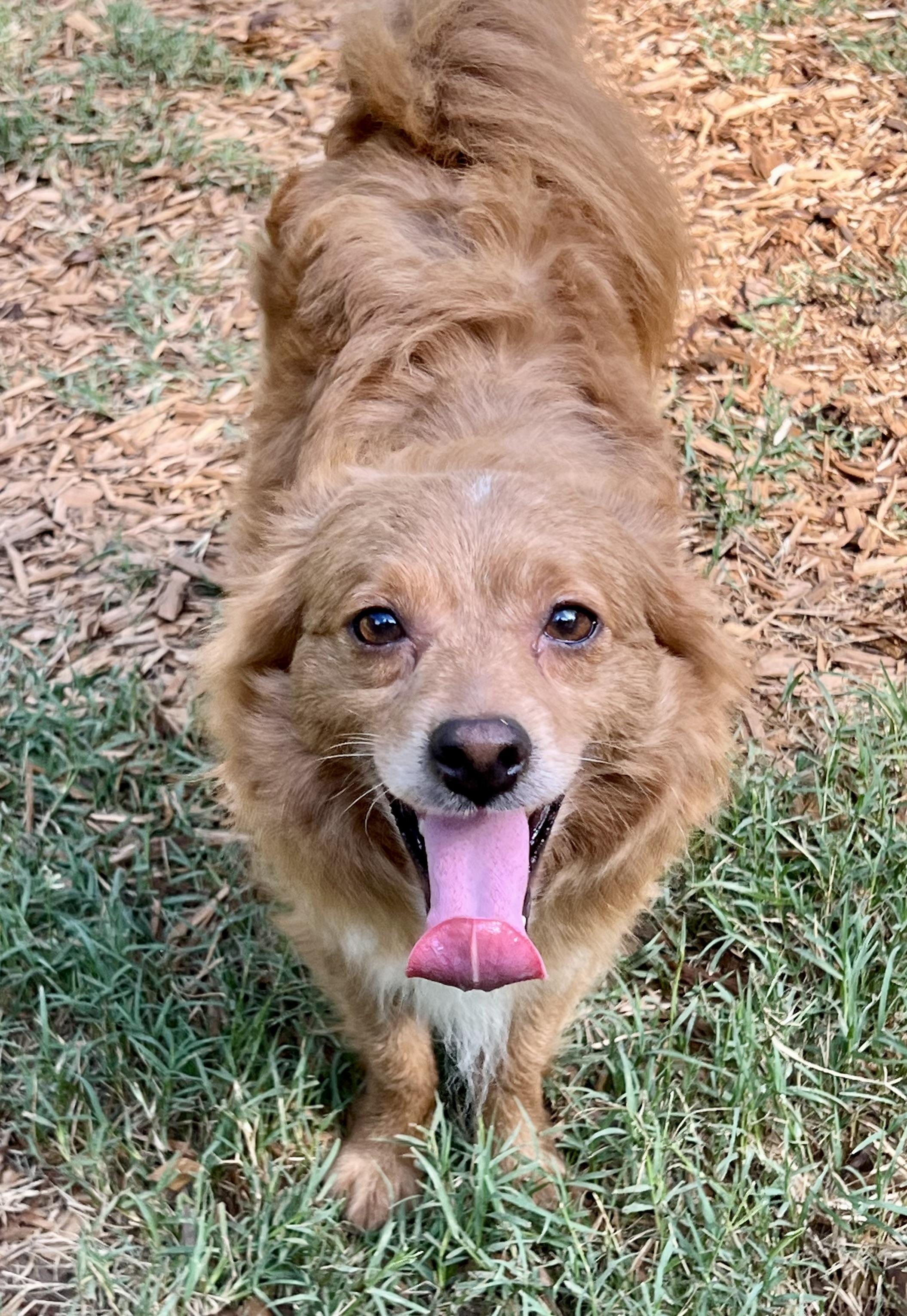 Sergei, Adoptable, Adult Male Mixed Breed.