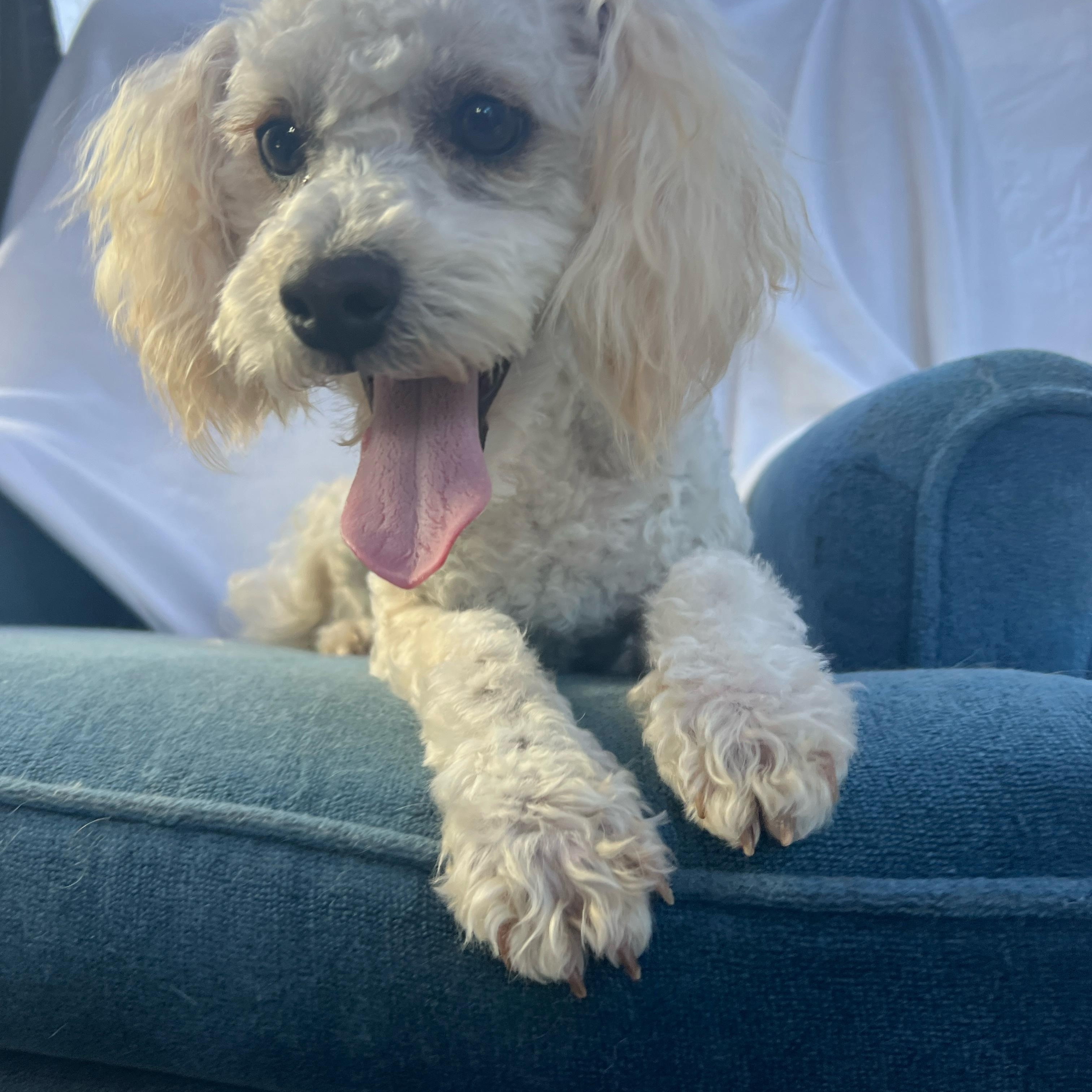 Enlarge Waldo, a ADOPTABLE Miniature Poodle in Hawthorne, CA image 2/6