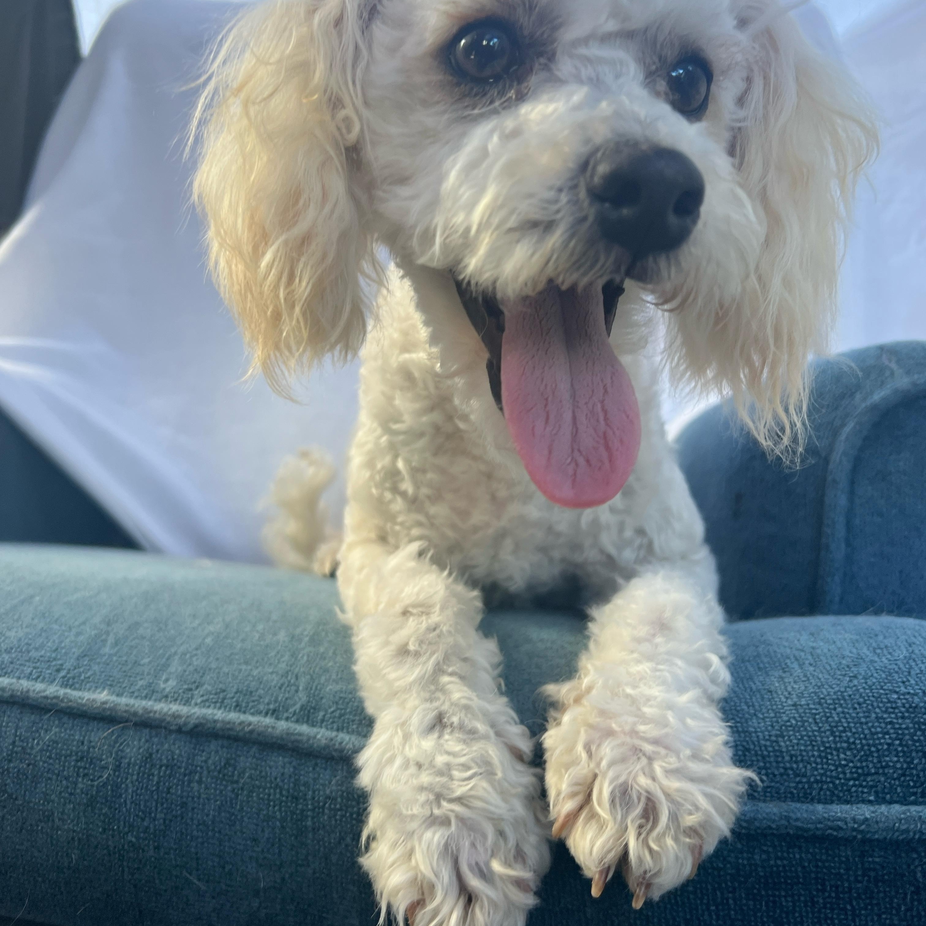 Enlarge Waldo, a ADOPTABLE Miniature Poodle in Hawthorne, CA image 4/6
