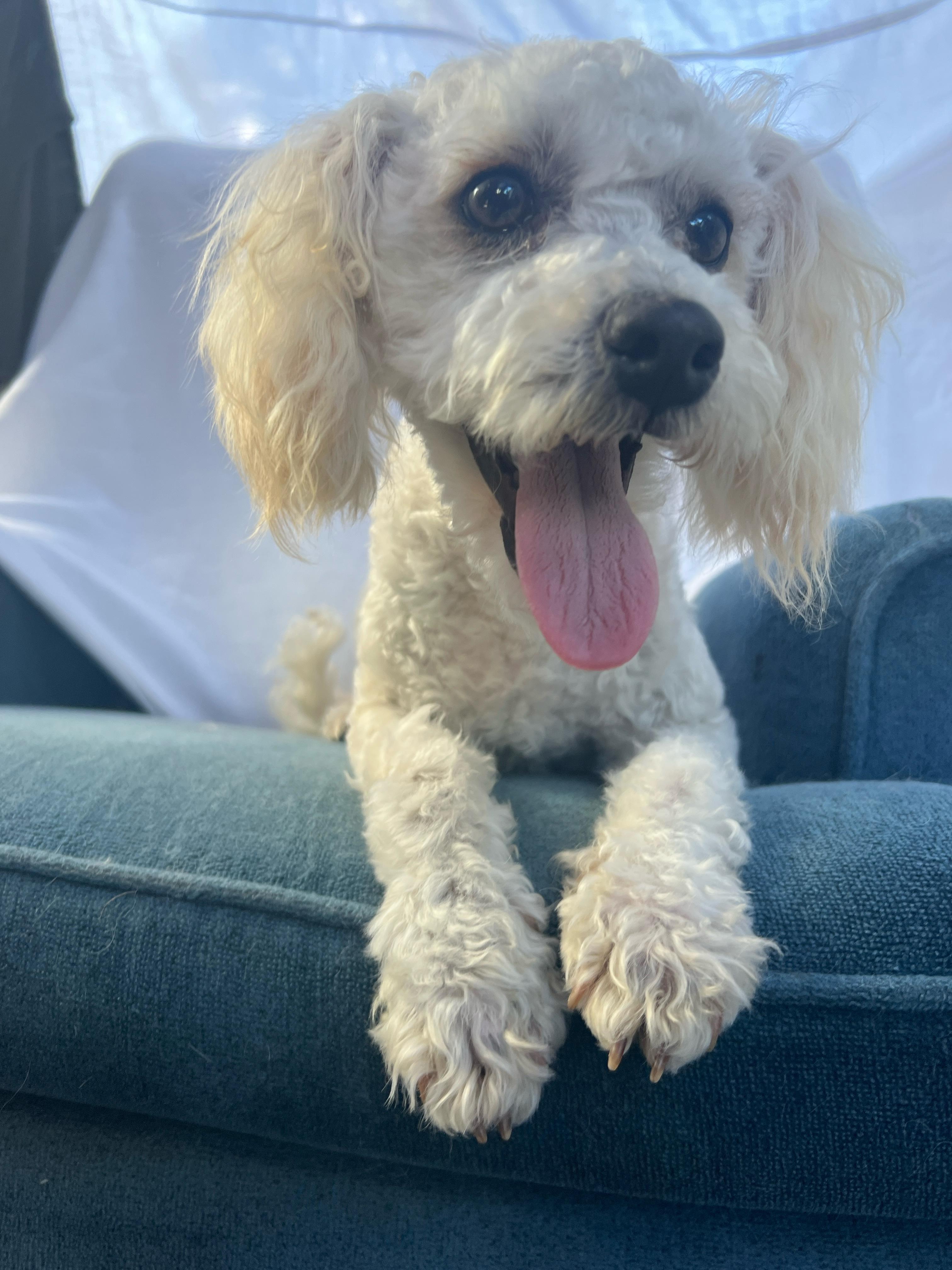 Enlarge Waldo, a ADOPTABLE Miniature Poodle in Hawthorne, CA image 5/6