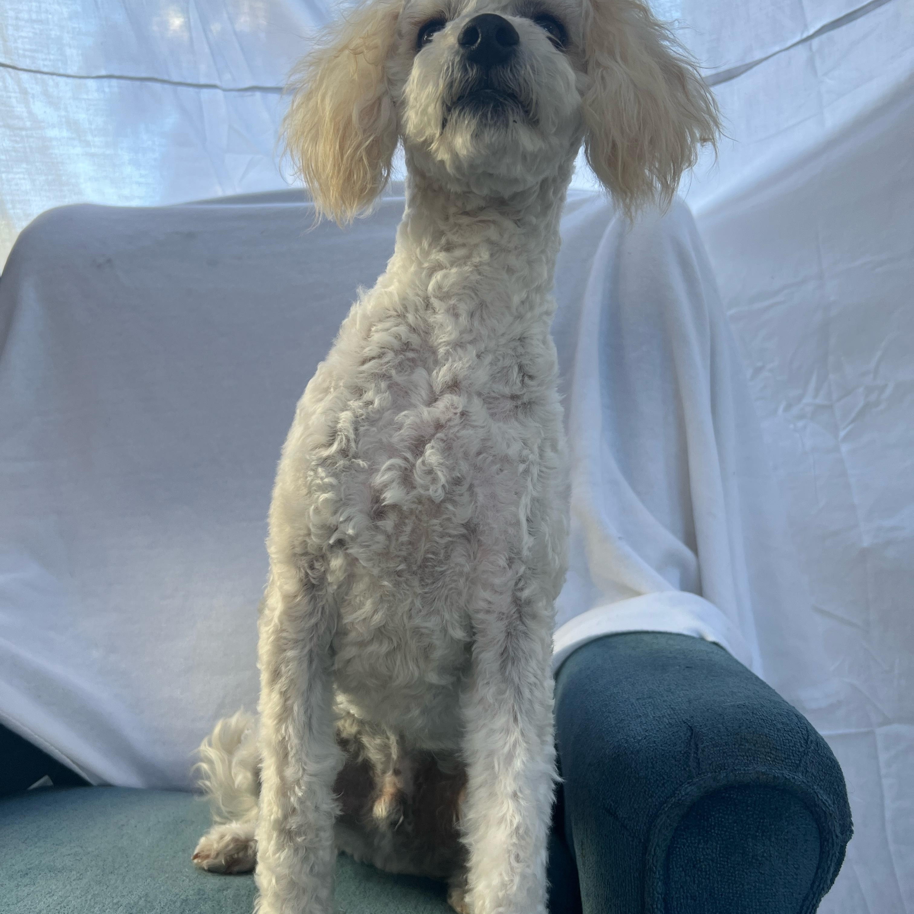 Enlarge Waldo, a ADOPTABLE Miniature Poodle in Hawthorne, CA image 3/6