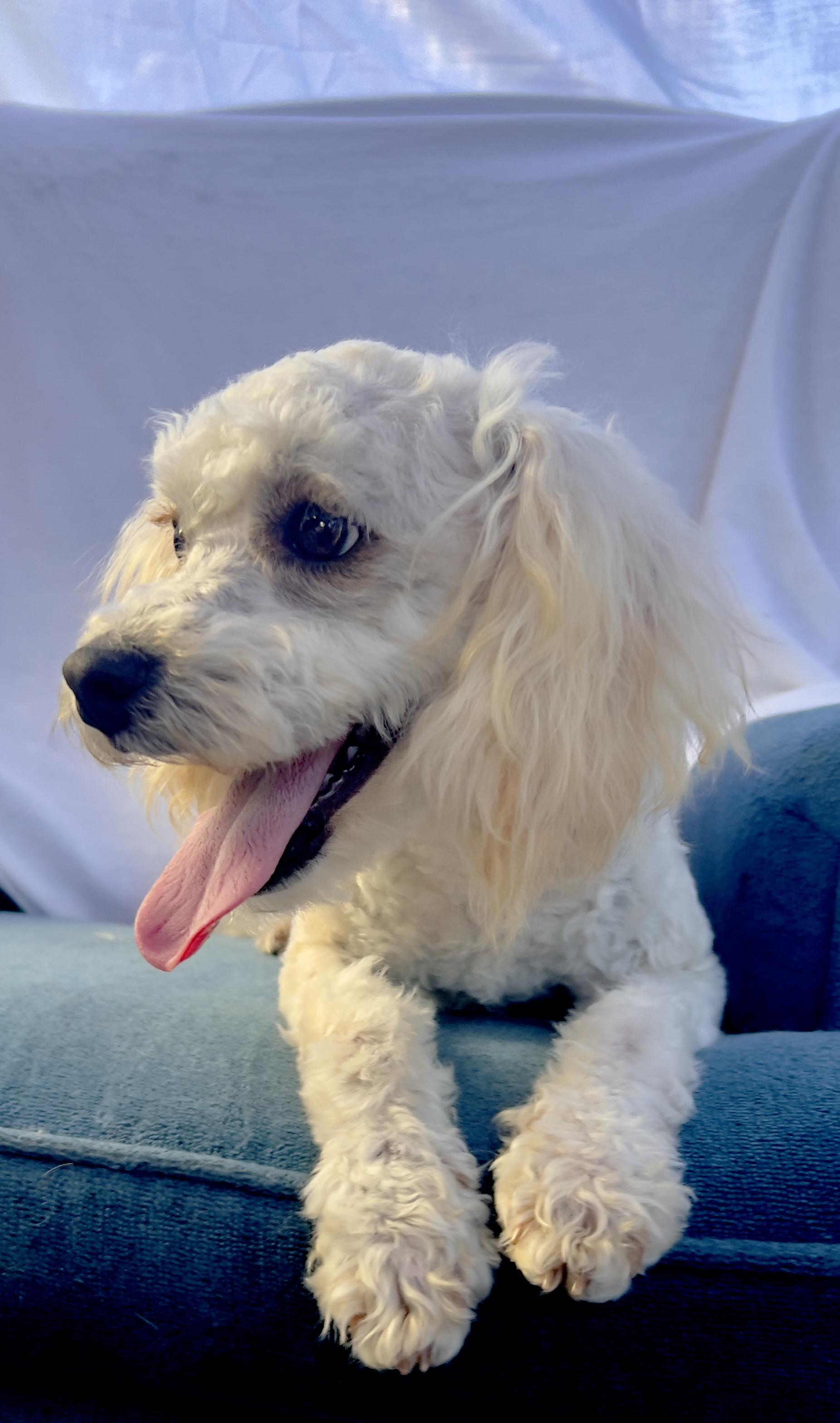 Enlarge Waldo, a ADOPTABLE Miniature Poodle in Hawthorne, CA image 6/6