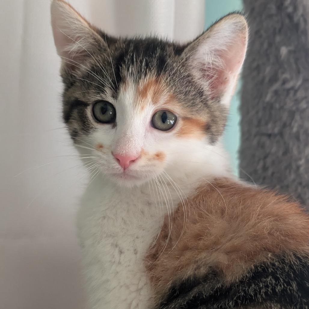 Enlarge Locket, a Adoptable Domestic Short Hair in Portage, MI image 1/5