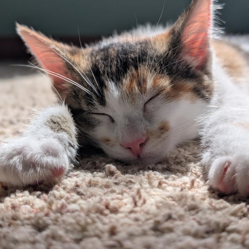 Enlarge Locket, a Adoptable Domestic Short Hair in Portage, MI image 2/5