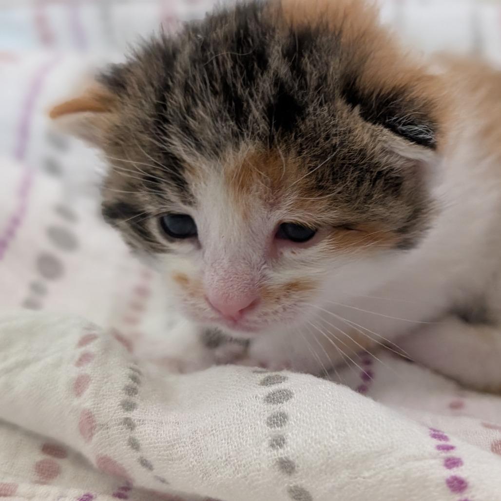 Enlarge Locket, a Adoptable Domestic Short Hair in Portage, MI image 3/5