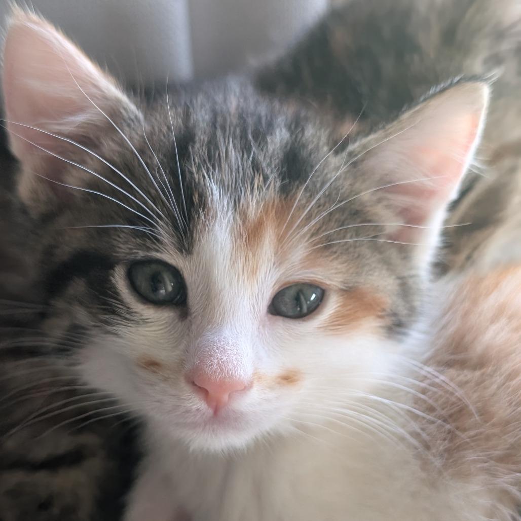 Enlarge Locket, a Adoptable Domestic Short Hair in Portage, MI image 4/5