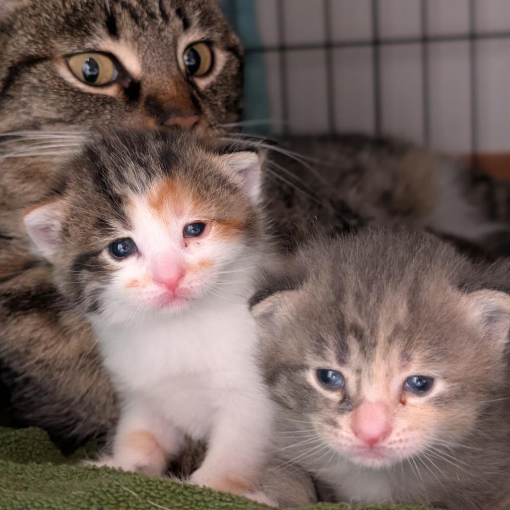 Enlarge Locket, a Adoptable Domestic Short Hair in Portage, MI image 5/5