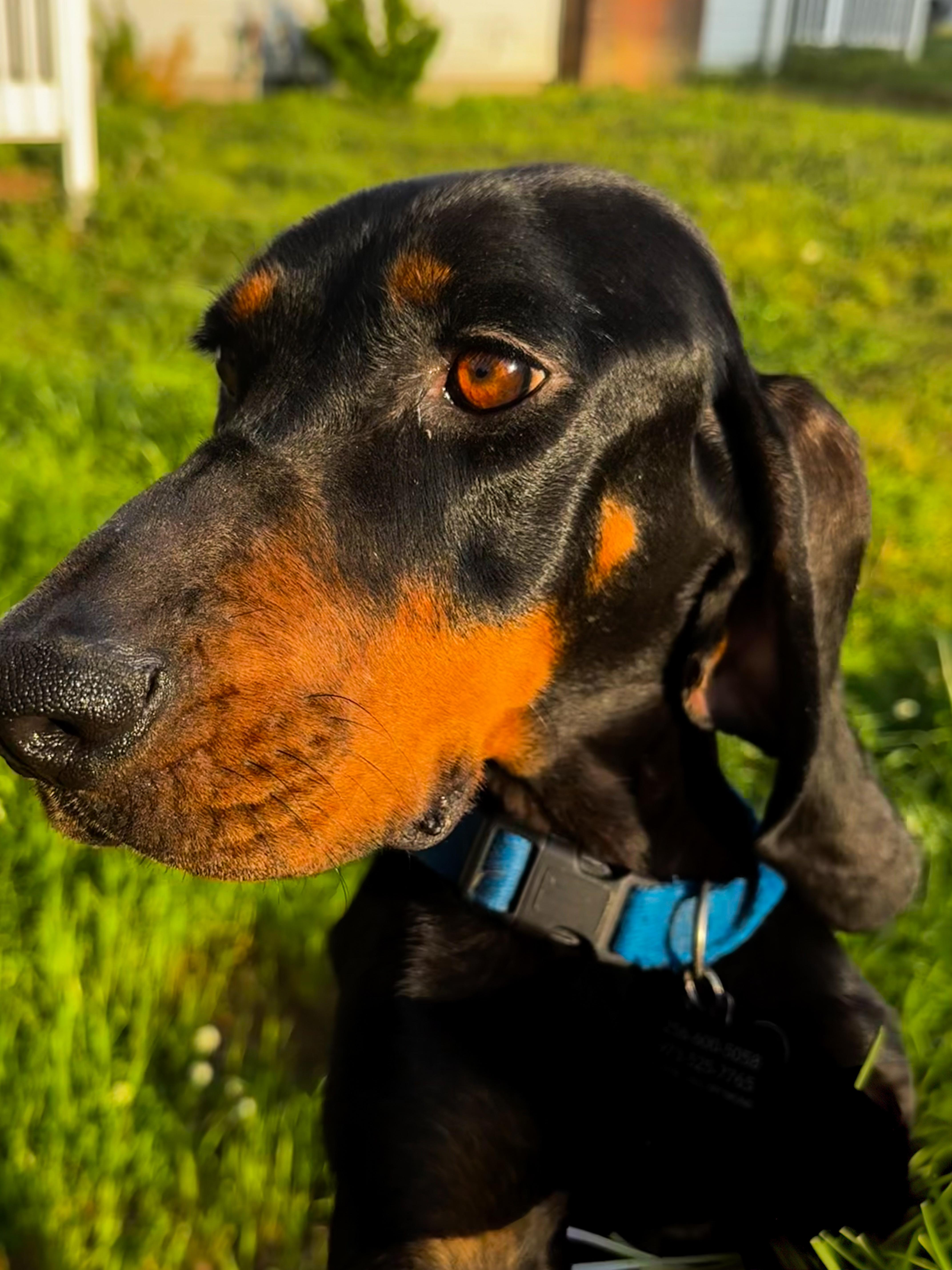 Willow, a Adoptable Black and Tan Coonhound in Pelham, AL image 1/3