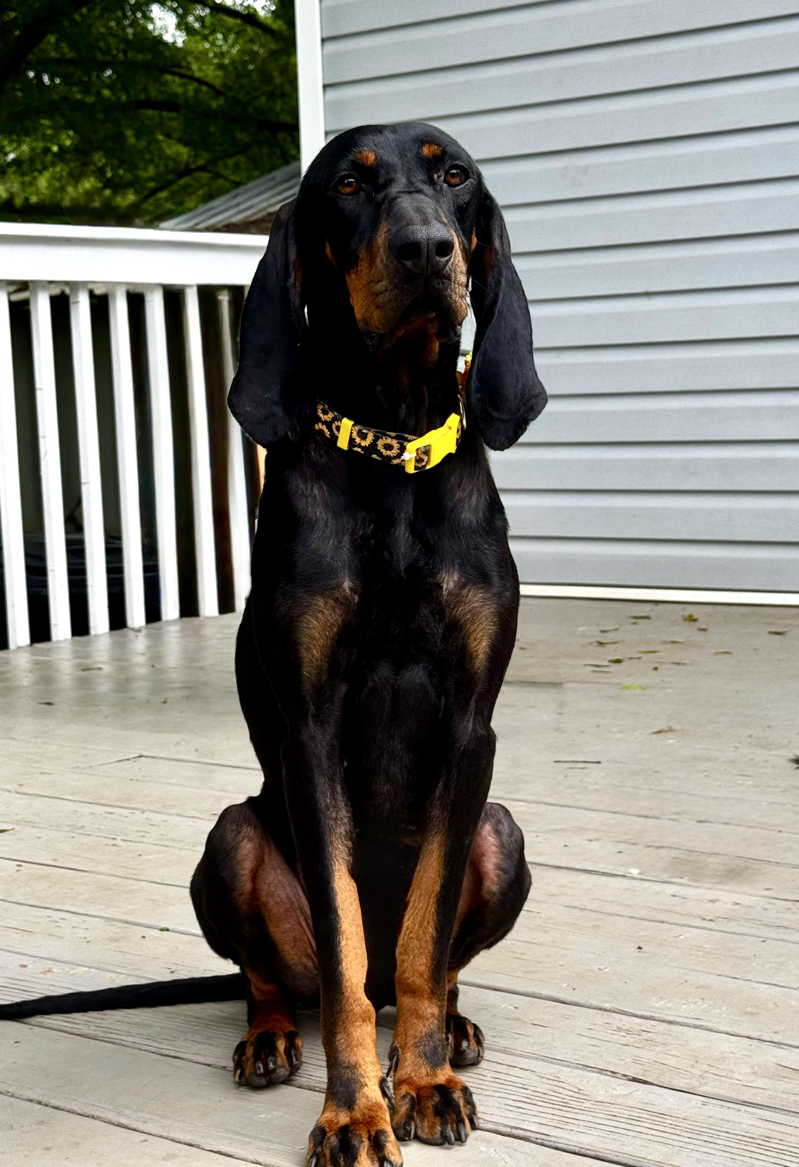 Willow, a Adoptable Black and Tan Coonhound in Pelham, AL image 2/3
