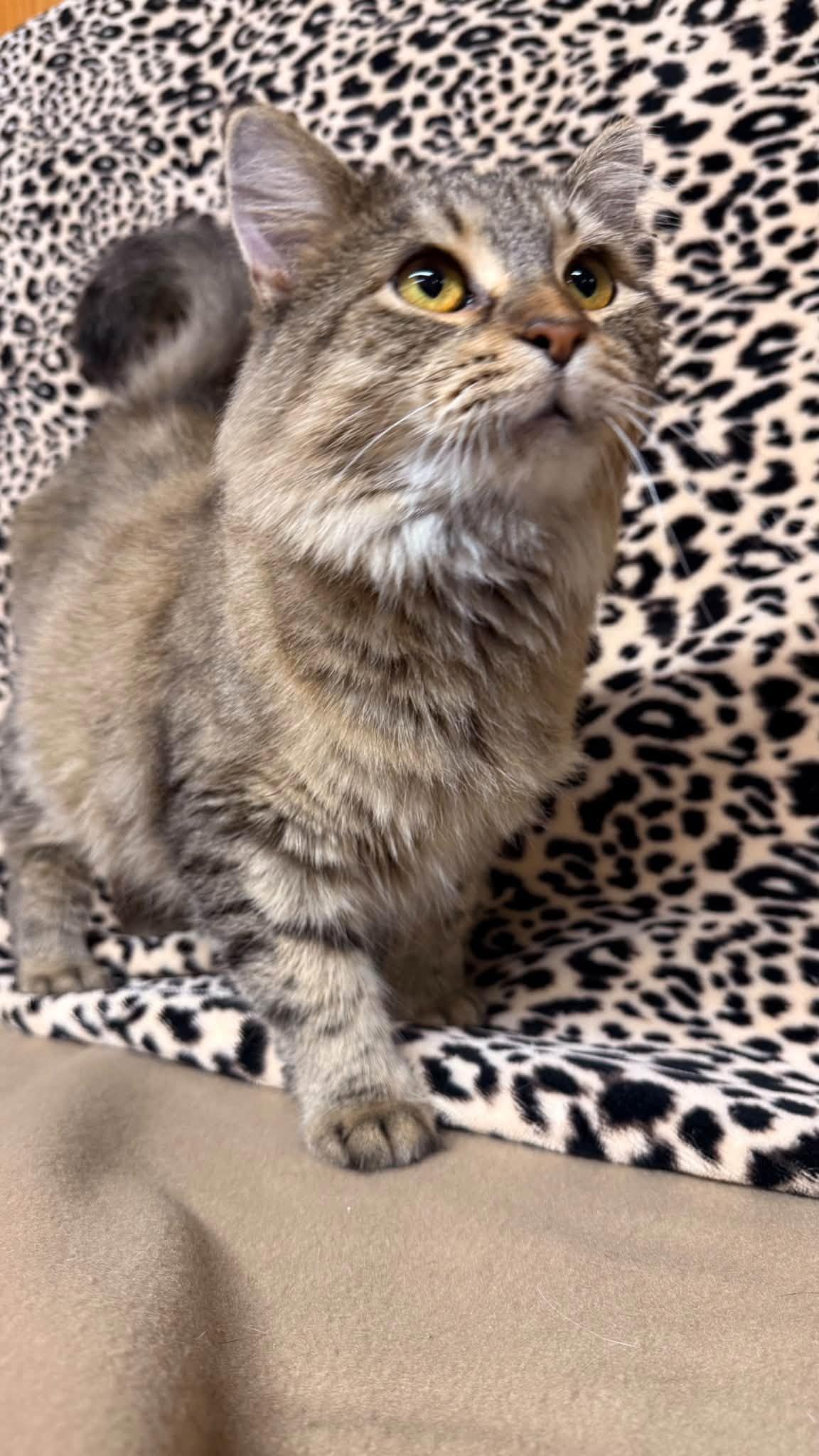 Enlarge Queenie, a Adoptable Domestic Medium Hair in Fort Madison, IA image 2/3