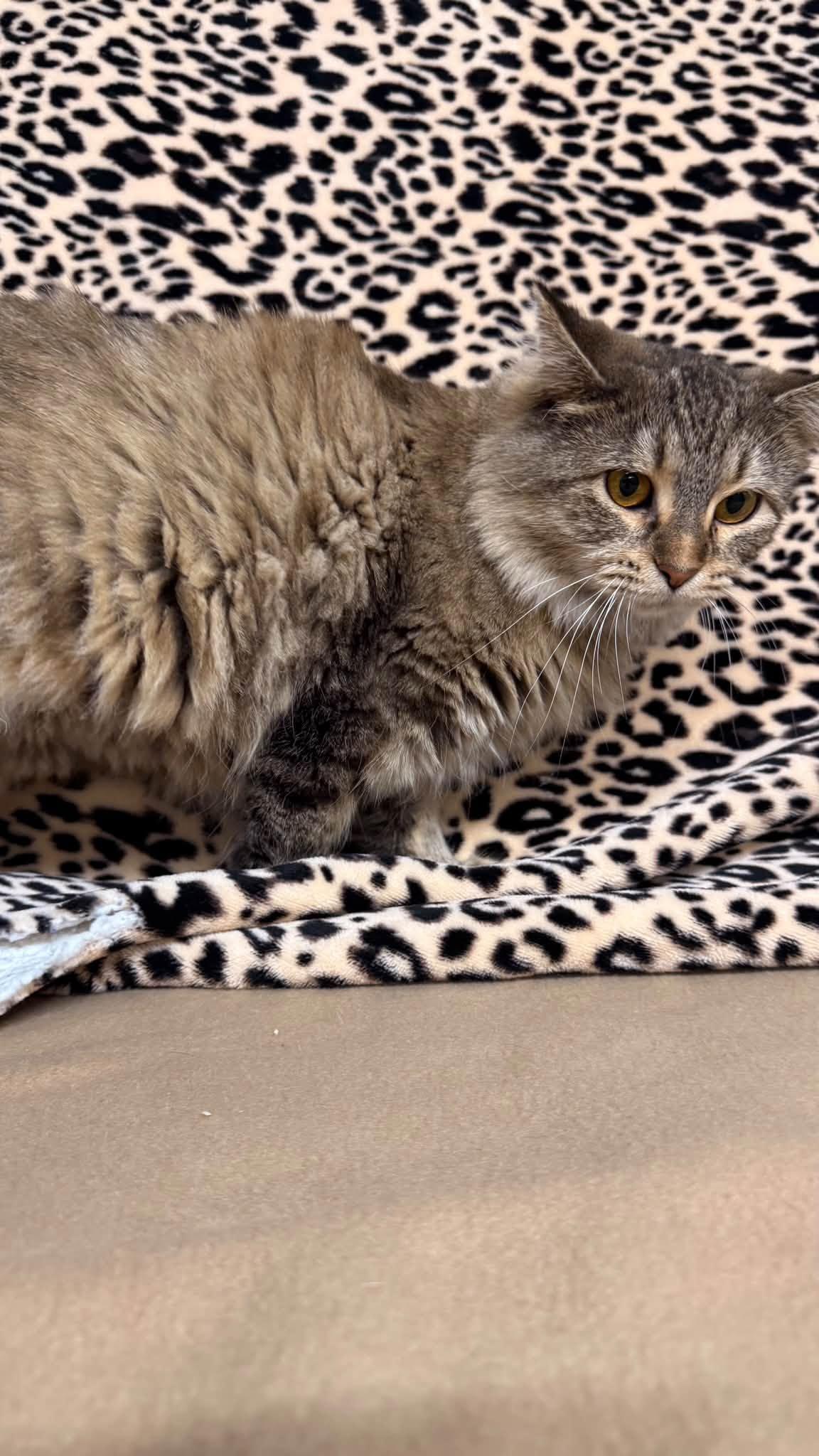 Enlarge Queenie, a Adoptable Domestic Medium Hair in Fort Madison, IA image 3/3