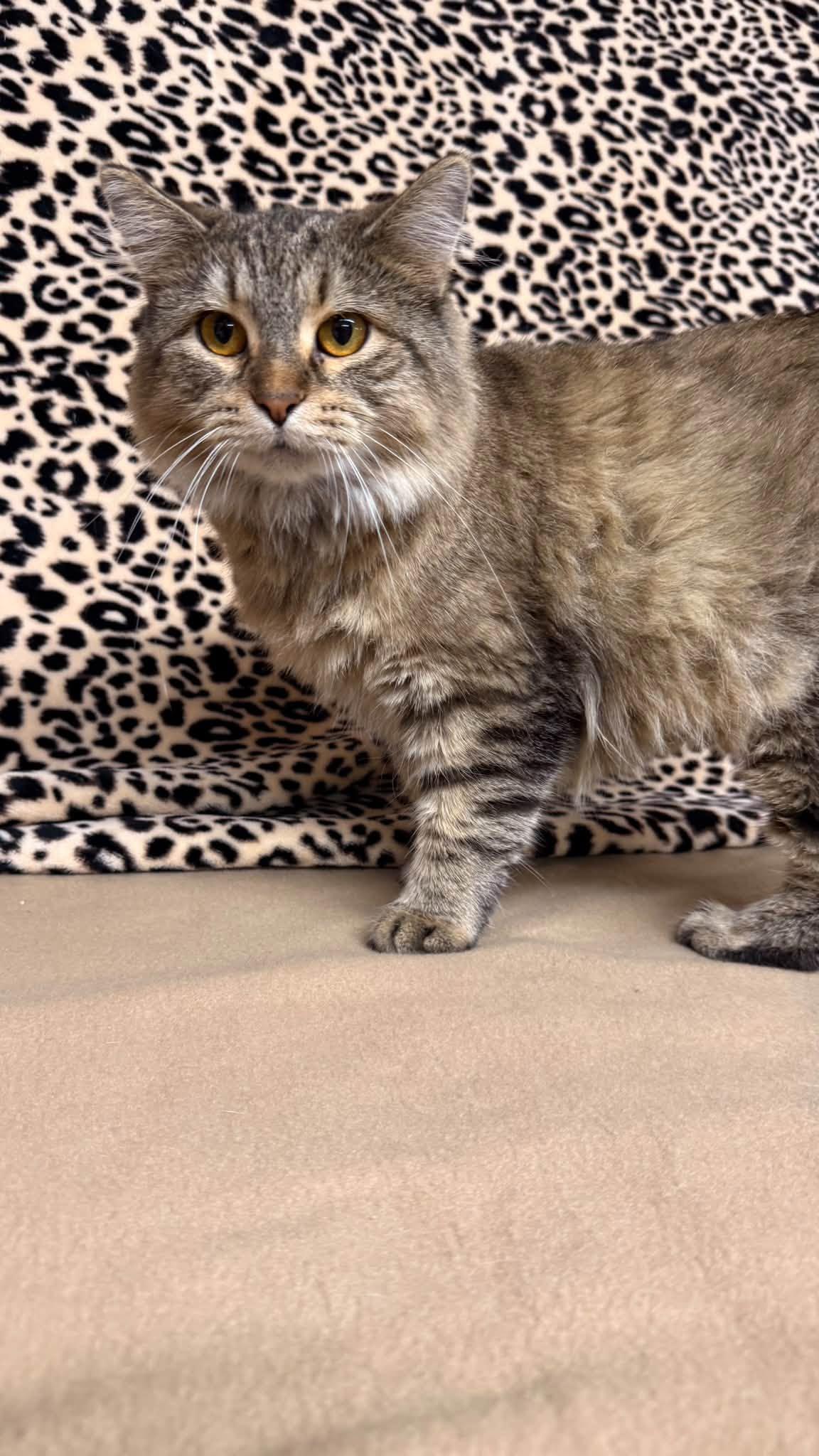 Queenie, Adoptable, Adult Female Domestic Medium Hair.