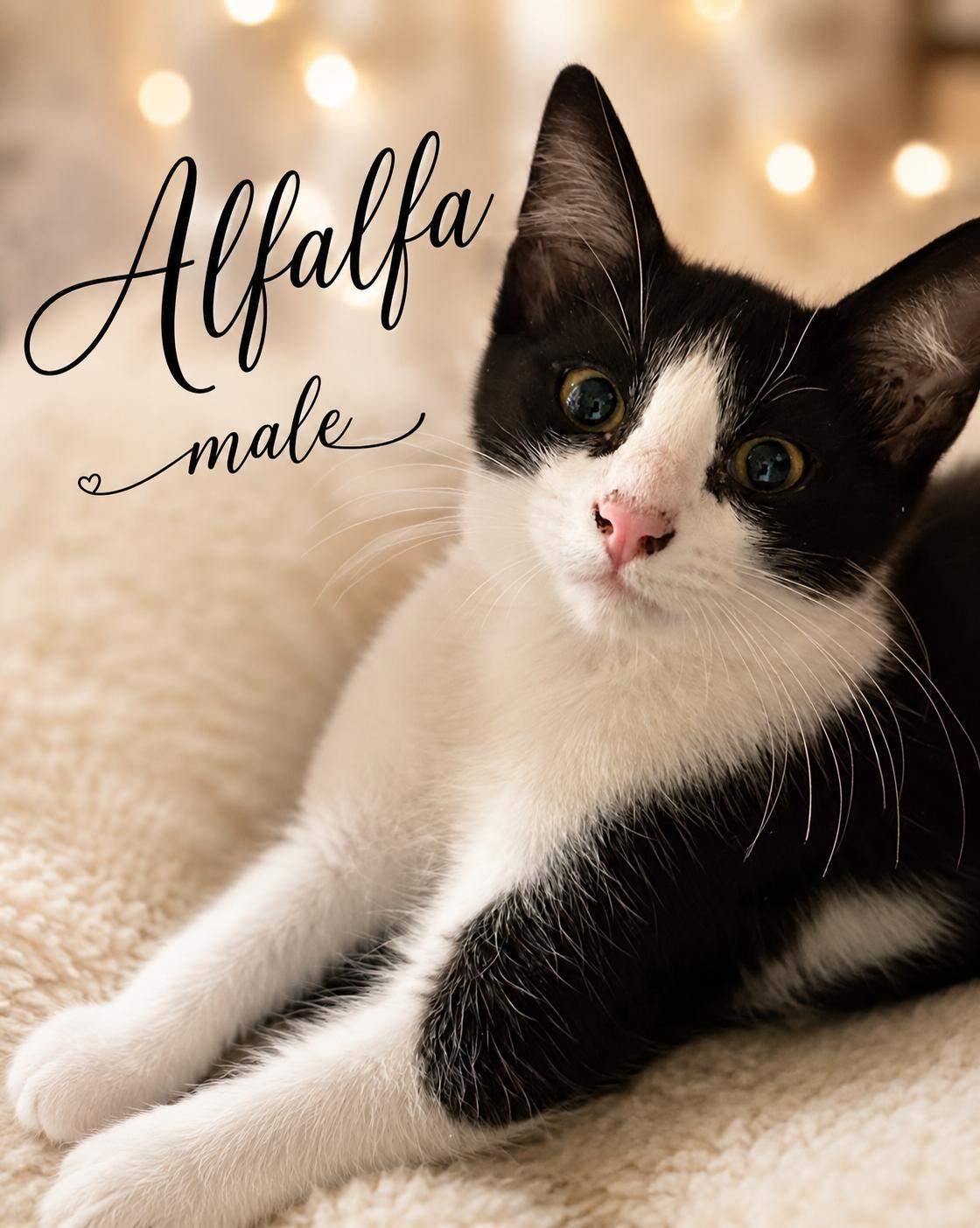 ALFALFA 4 MONTHS AVAILABLE AT PETSMART NORTHWEST RENO, Adopted, Young Male Domestic Short Hair & Tuxedo.