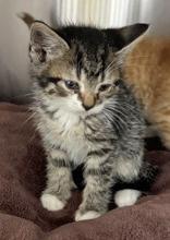 Forrest, Baby Male Domestic Short Hair