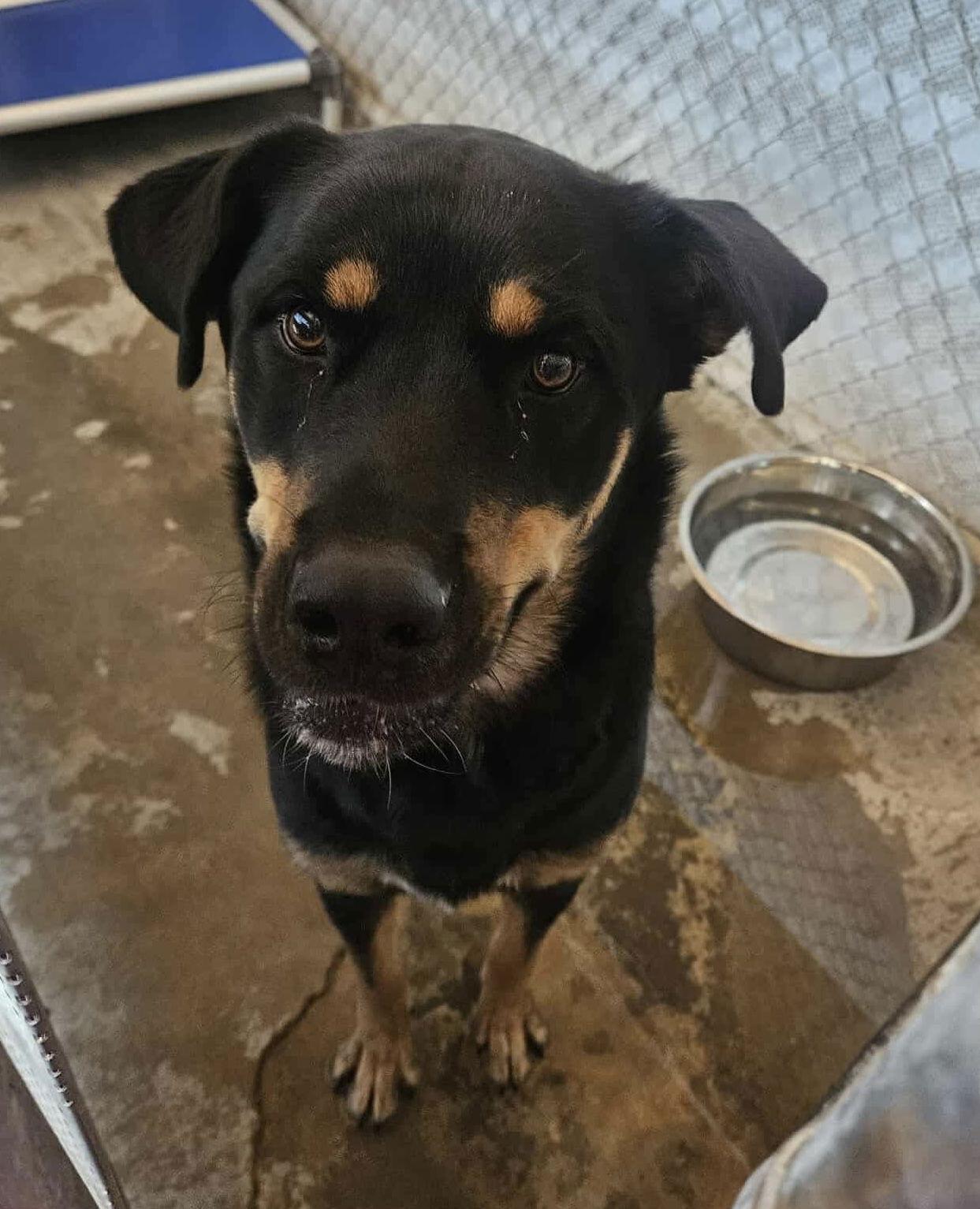 Enlarge Lurch, a Adoptable mixed breed in El Centro, CA image 1/3