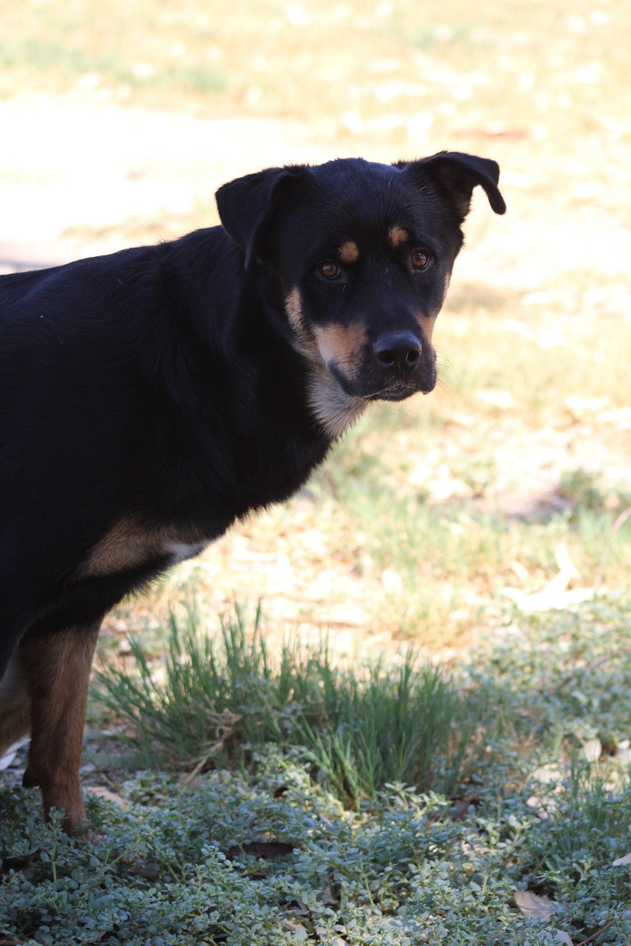 Enlarge Lurch, a Adoptable mixed breed in El Centro, CA image 2/3