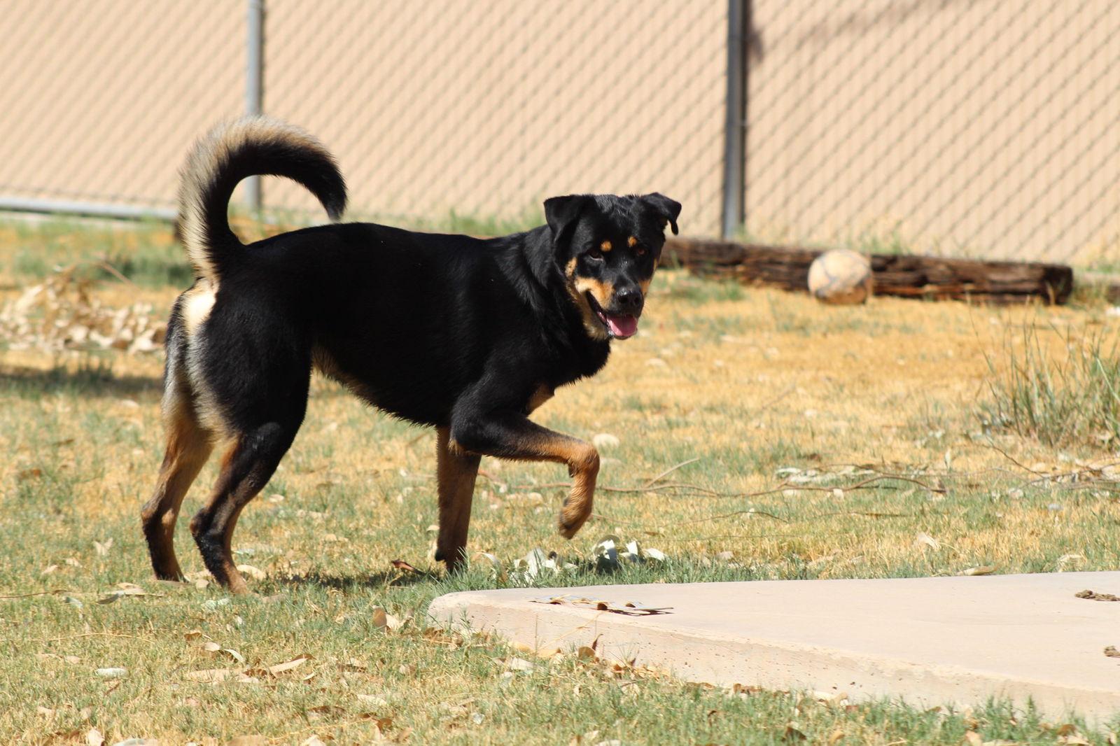 Enlarge Lurch, a Adoptable mixed breed in El Centro, CA image 3/3