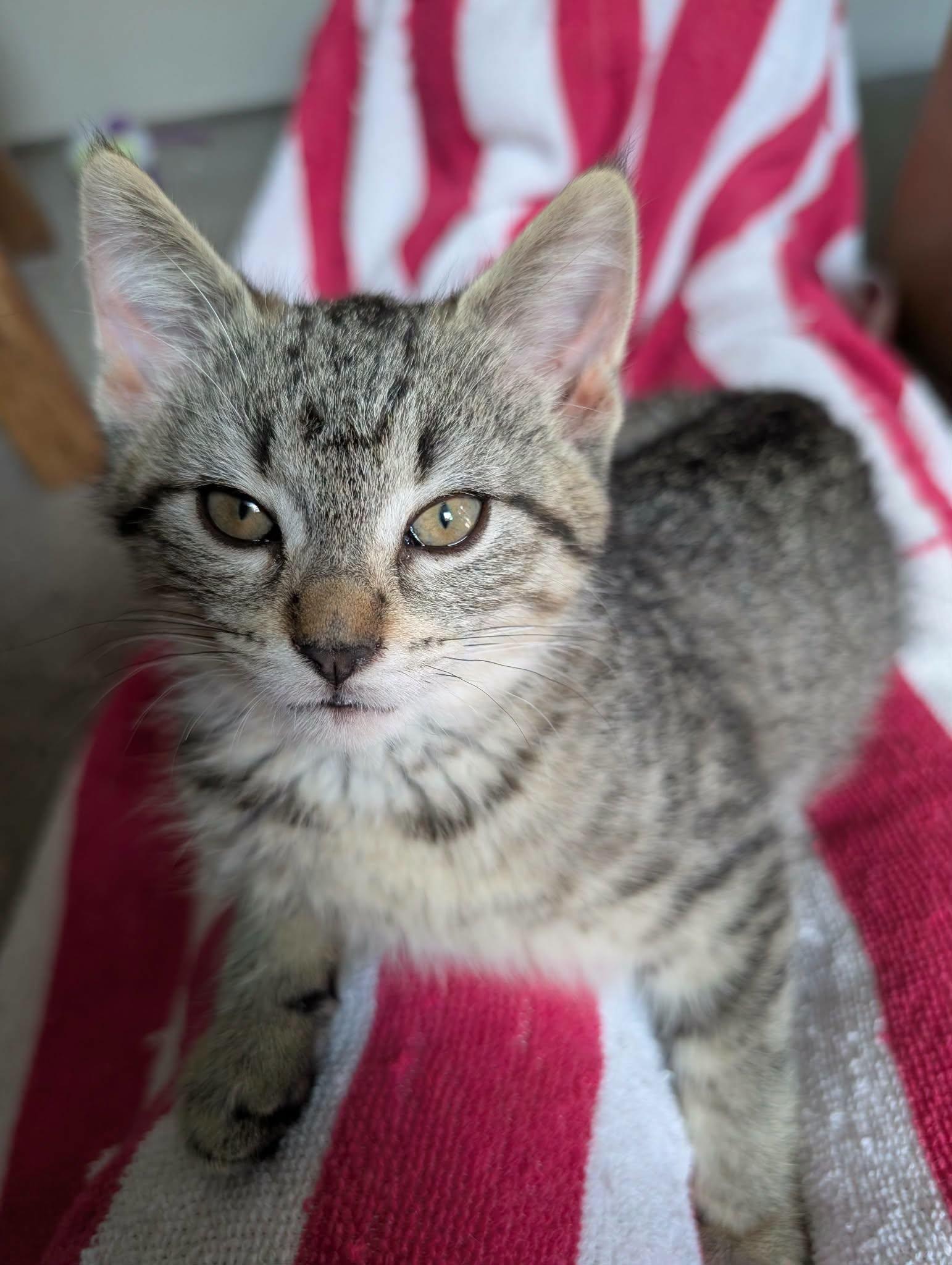 Fletcher, Adoptable, Young Female Domestic Short Hair.