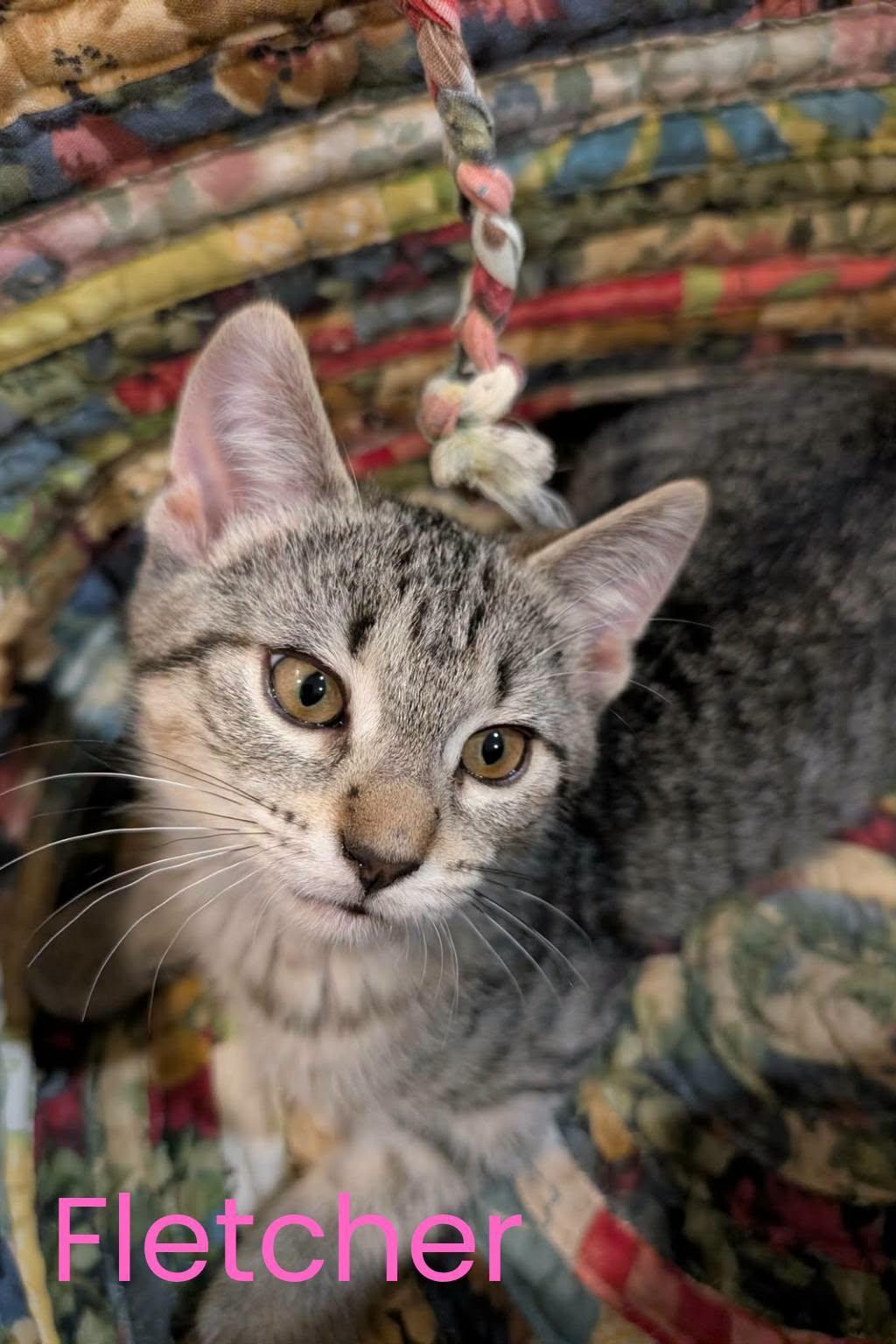 Enlarge Fletcher, a Adoptable Domestic Short Hair in London, ON image 2/4