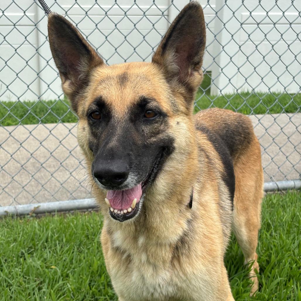 Freida, Adoptable, Senior Female German Shepherd Dog & German Shepherd Dog.