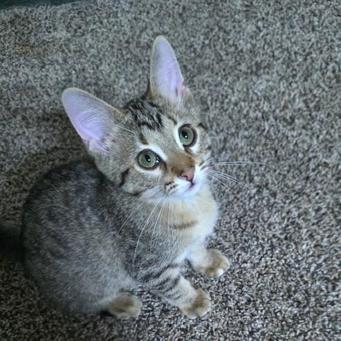 Turtle, Baby Female Domestic Short Hair