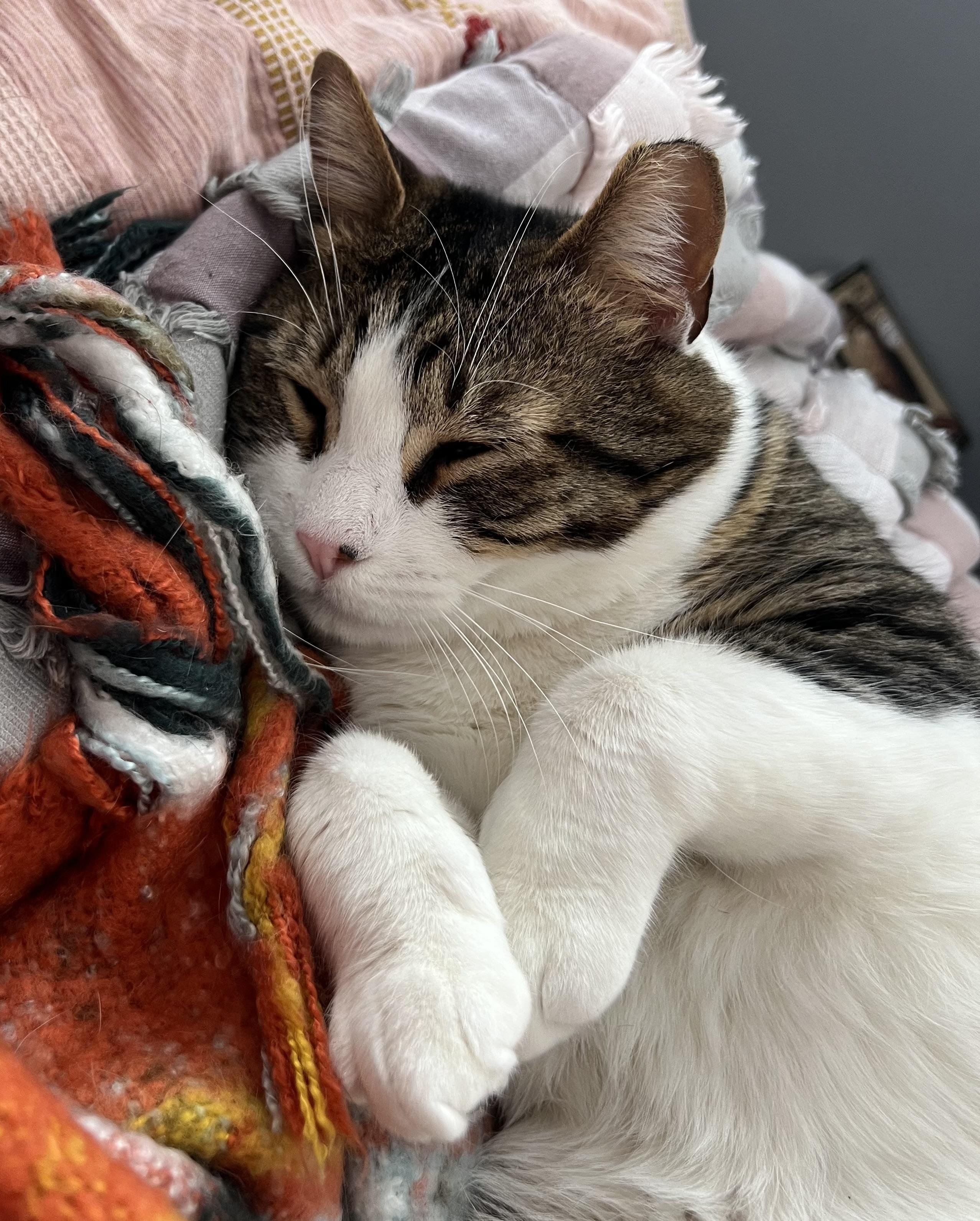 Warren, a ADOPTABLE Domestic Short Hair in Rochester, NY image 2/2