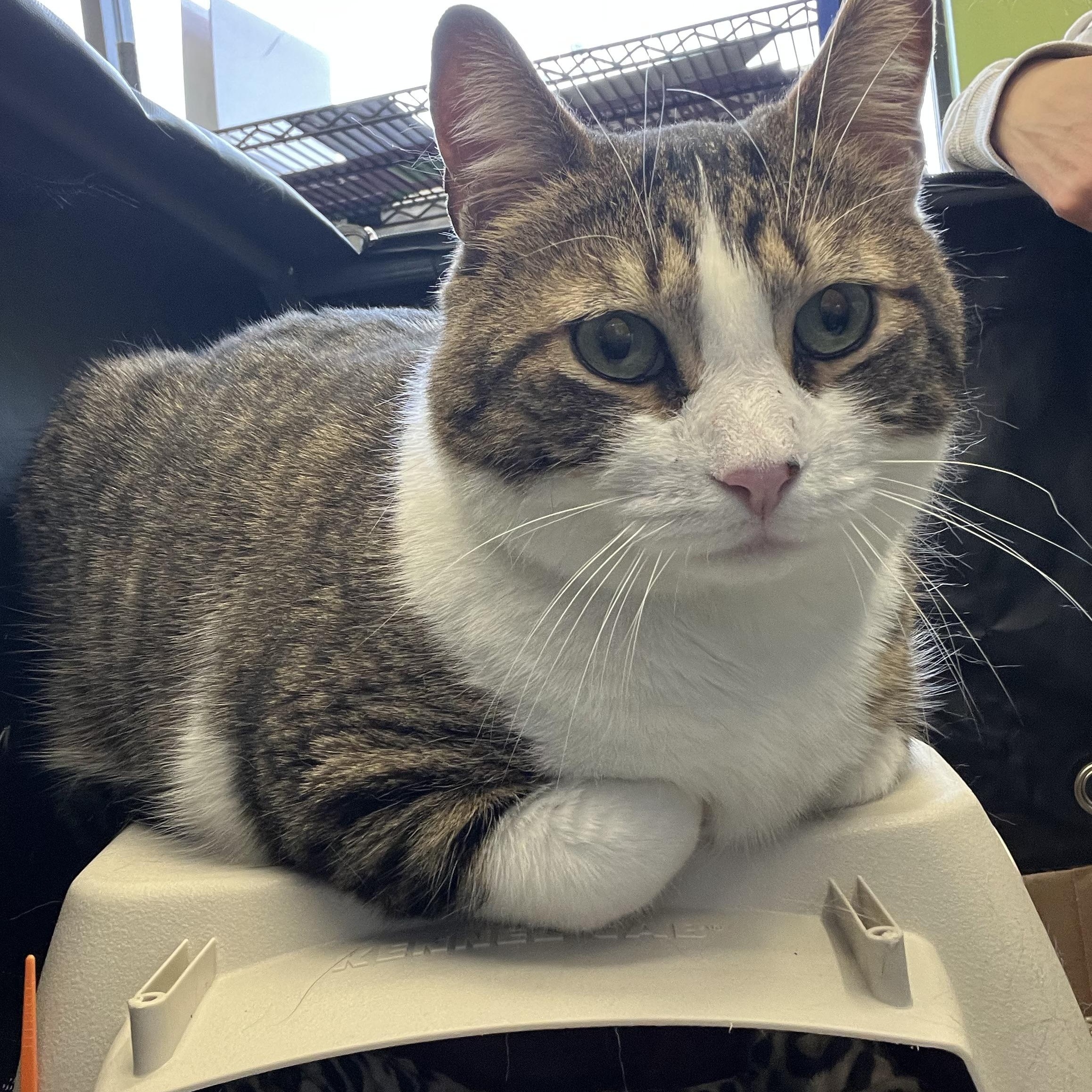 Warren, a ADOPTABLE Domestic Short Hair in Rochester, NY image 1/2