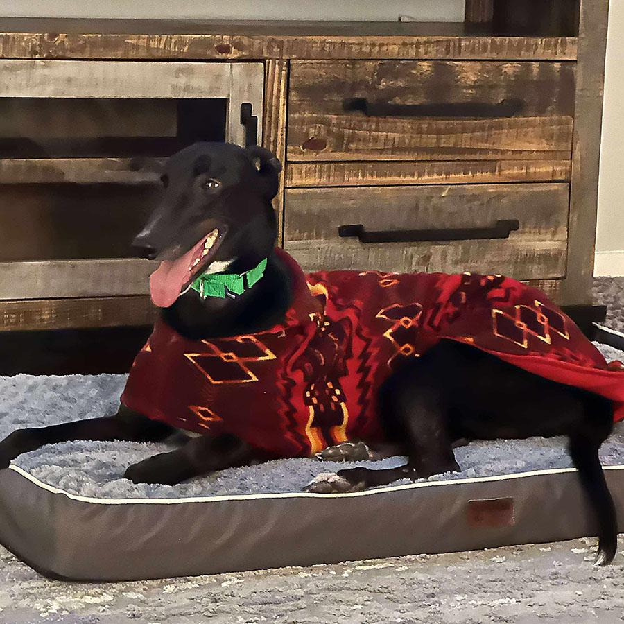 Enlarge Buzz, a ADOPTABLE Greyhound in Ware, MA image 2/2