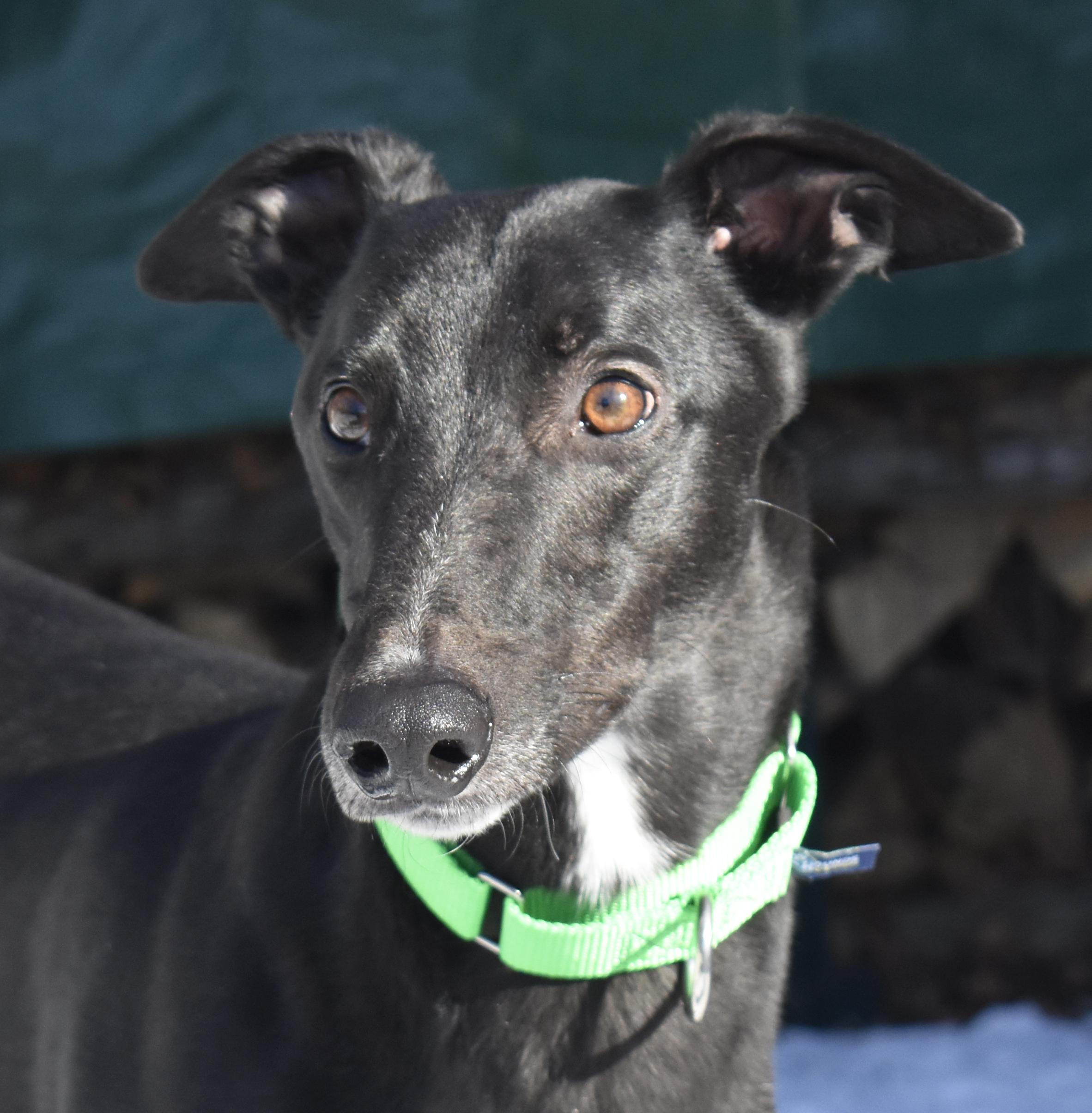 Enlarge Buzz, a ADOPTABLE Greyhound in Ware, MA image 1/2