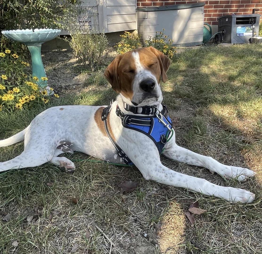 Moose, a Adoptable Mixed Breed in Maineville, OH image 2/6