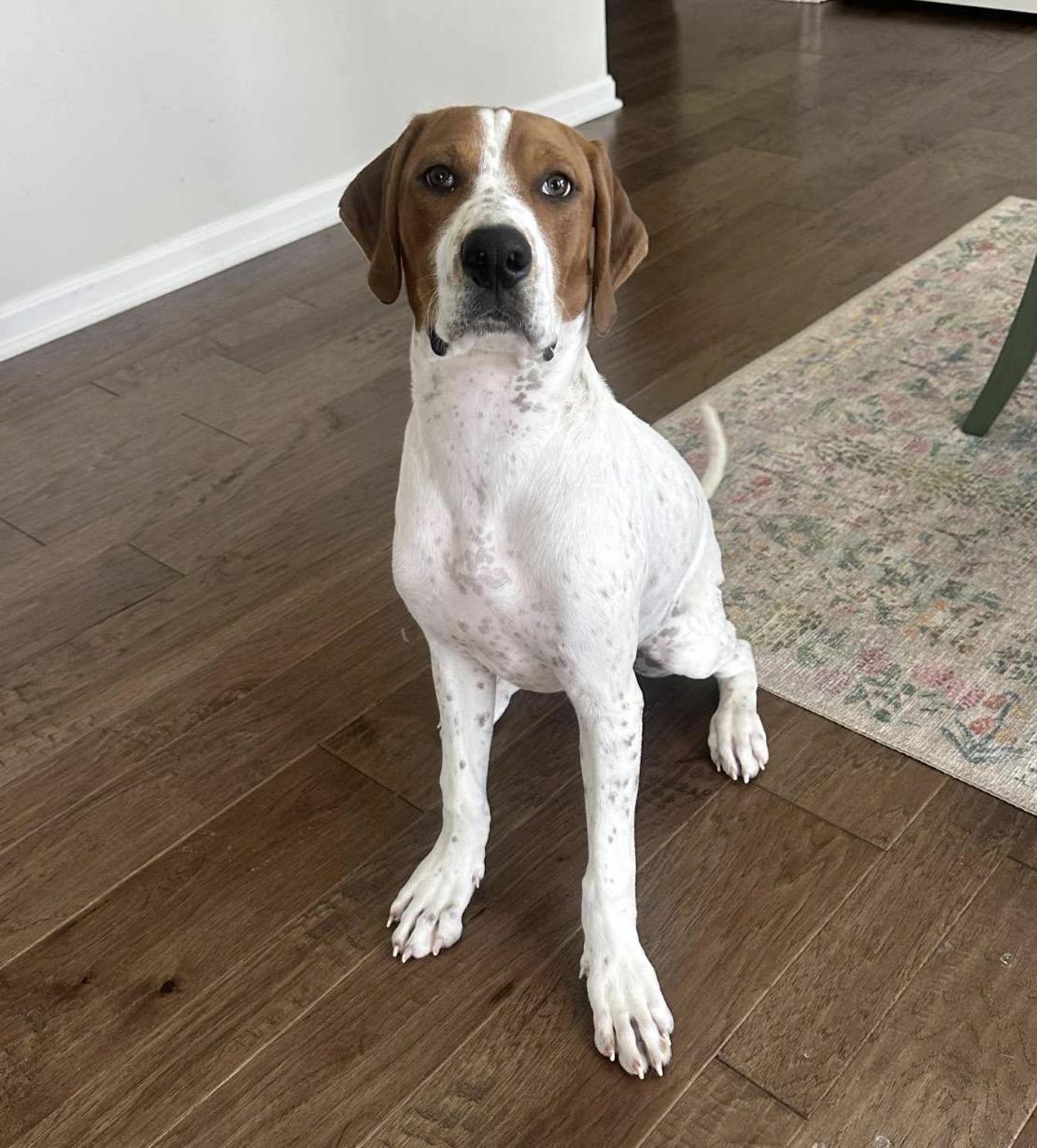 Moose, Adoptable, Puppy Male Mixed Breed.