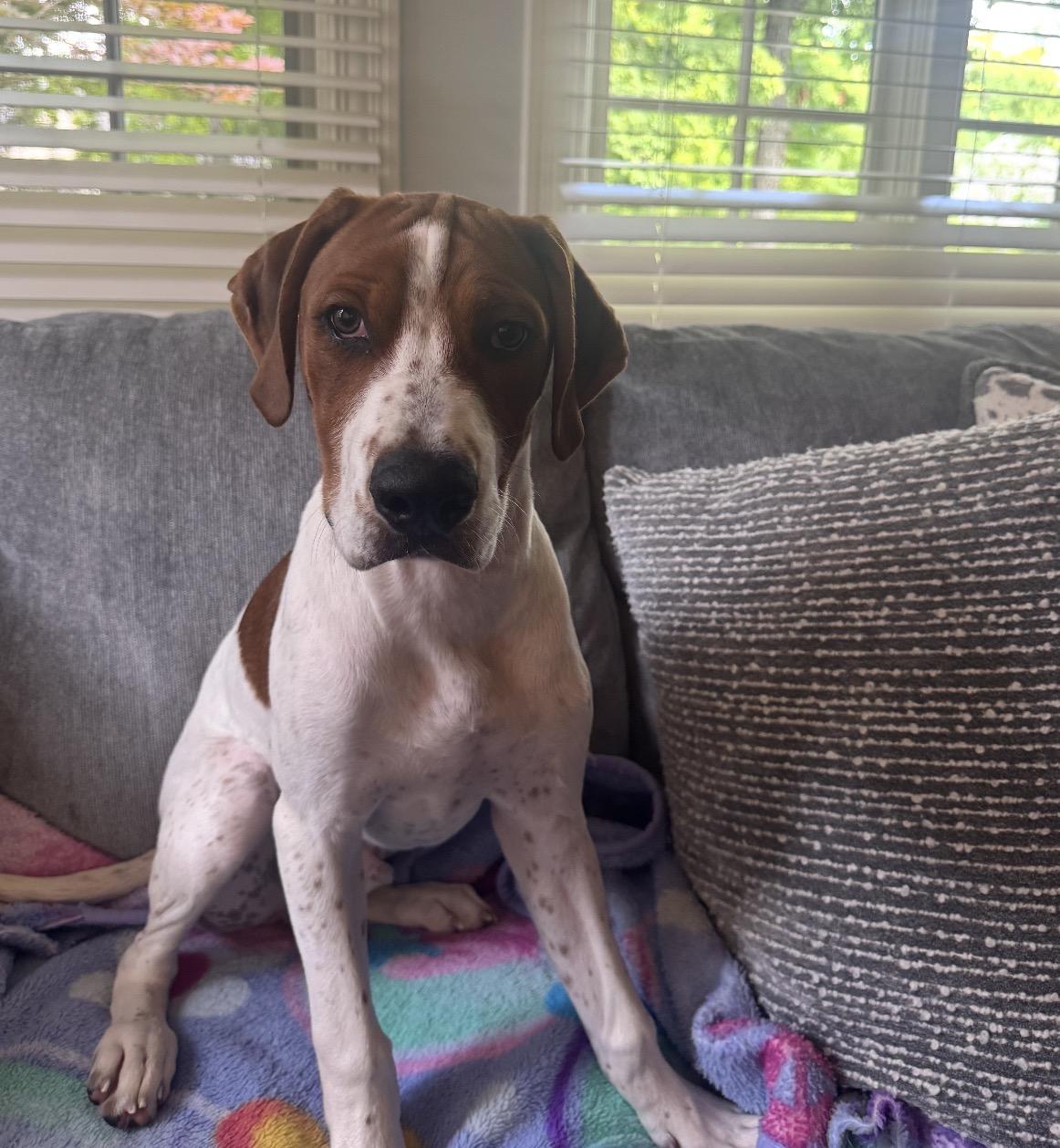 Moose, a Adoptable Mixed Breed in Maineville, OH image 3/6