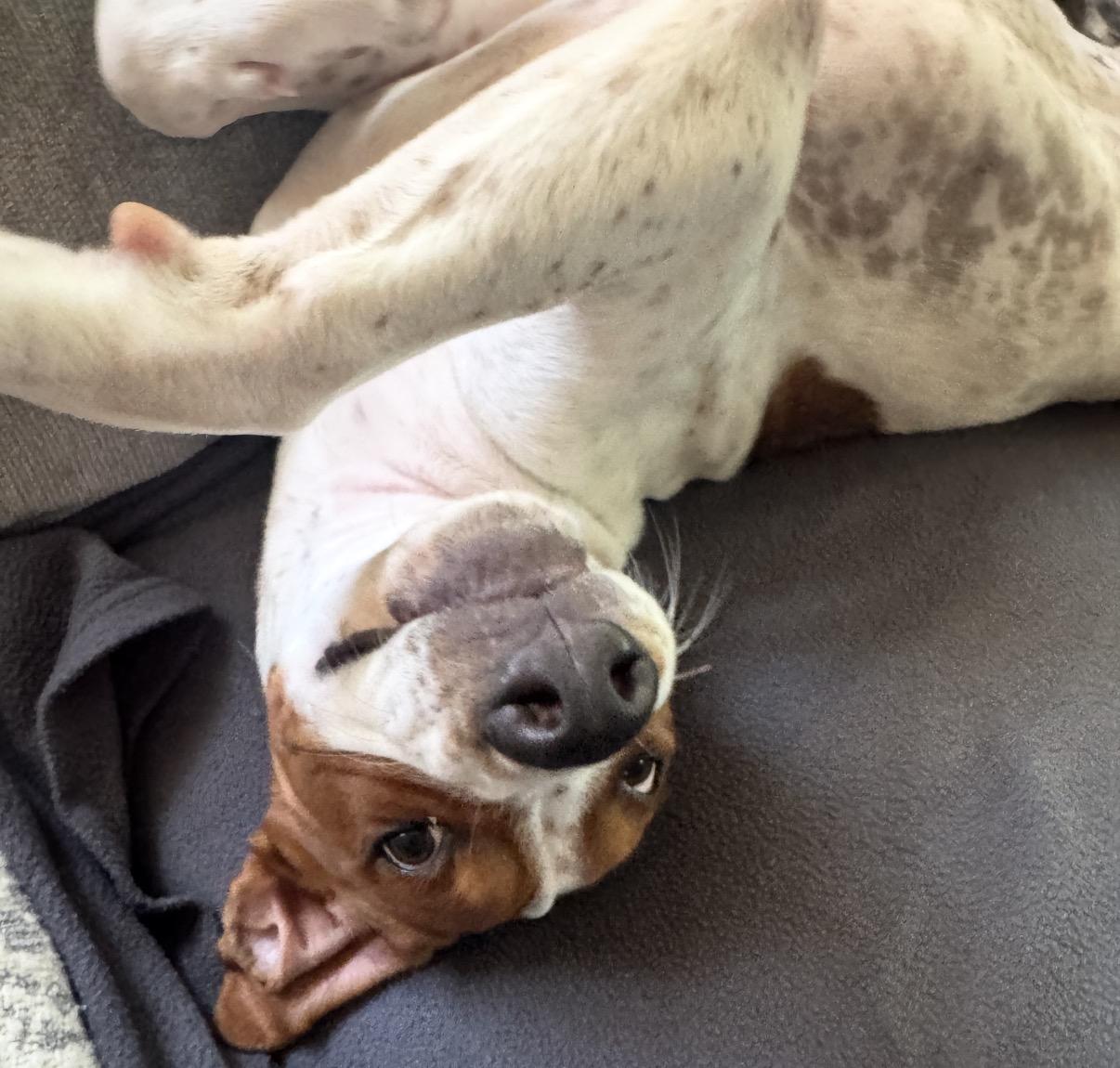 Moose, a Adoptable Mixed Breed in Maineville, OH image 5/6