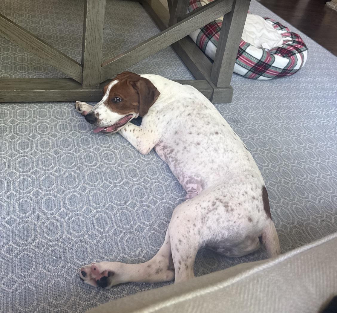 Moose, a Adoptable Mixed Breed in Maineville, OH image 6/6