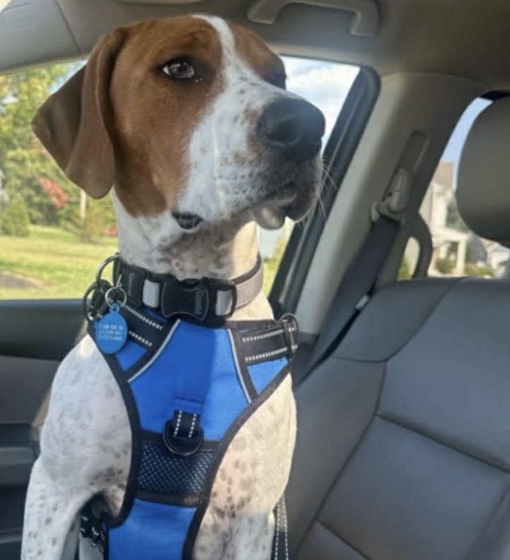 Moose, a Adoptable Mixed Breed in Maineville, OH image 4/6