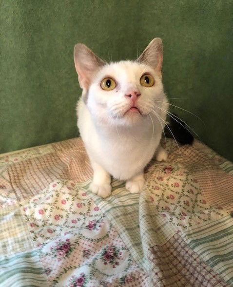 Olivia, a Adoptable Domestic Short Hair in Southaven, MS image 1/6