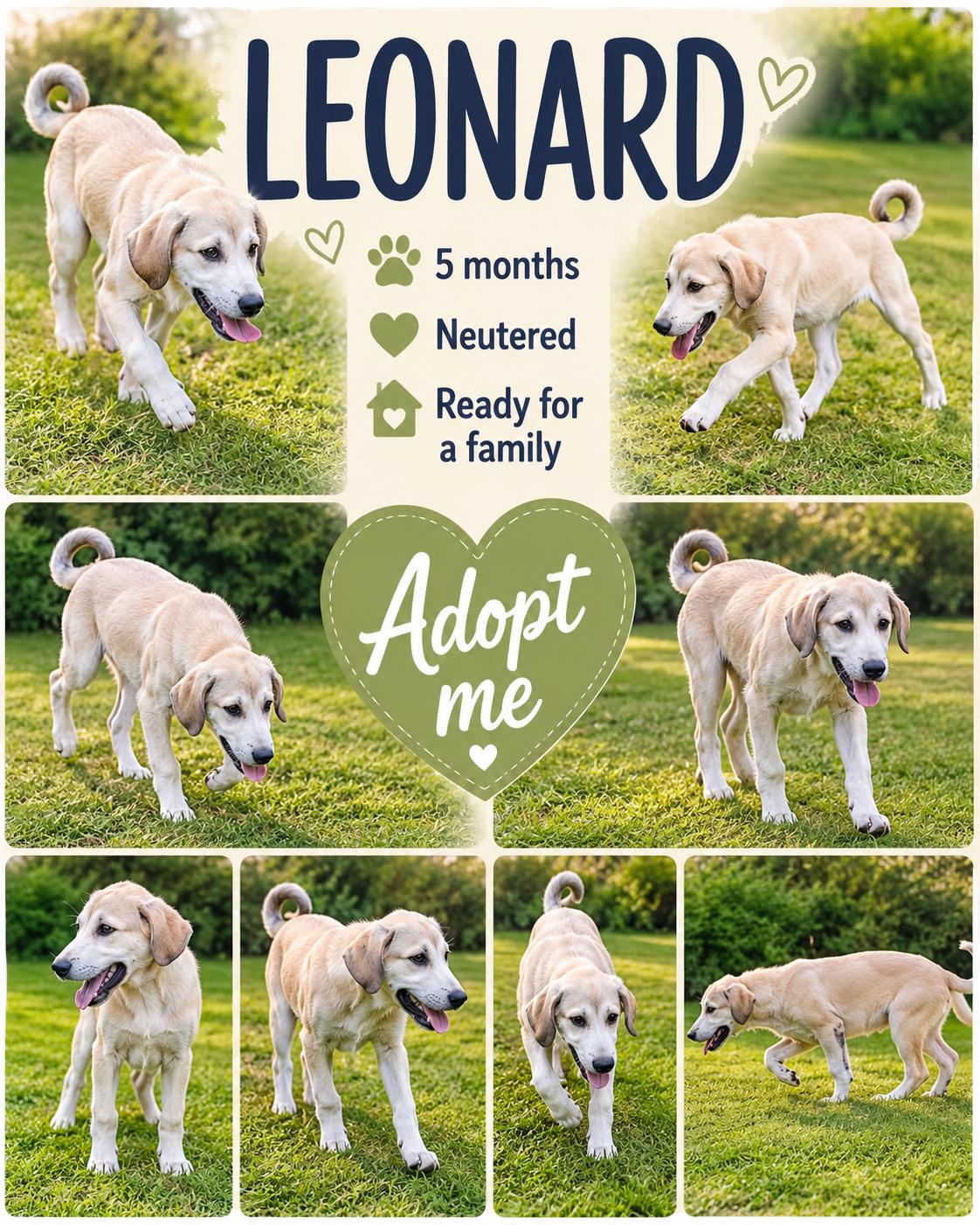 Leonard, ADOPTABLE, Young Male Anatolian Shepherd & Great Pyrenees.