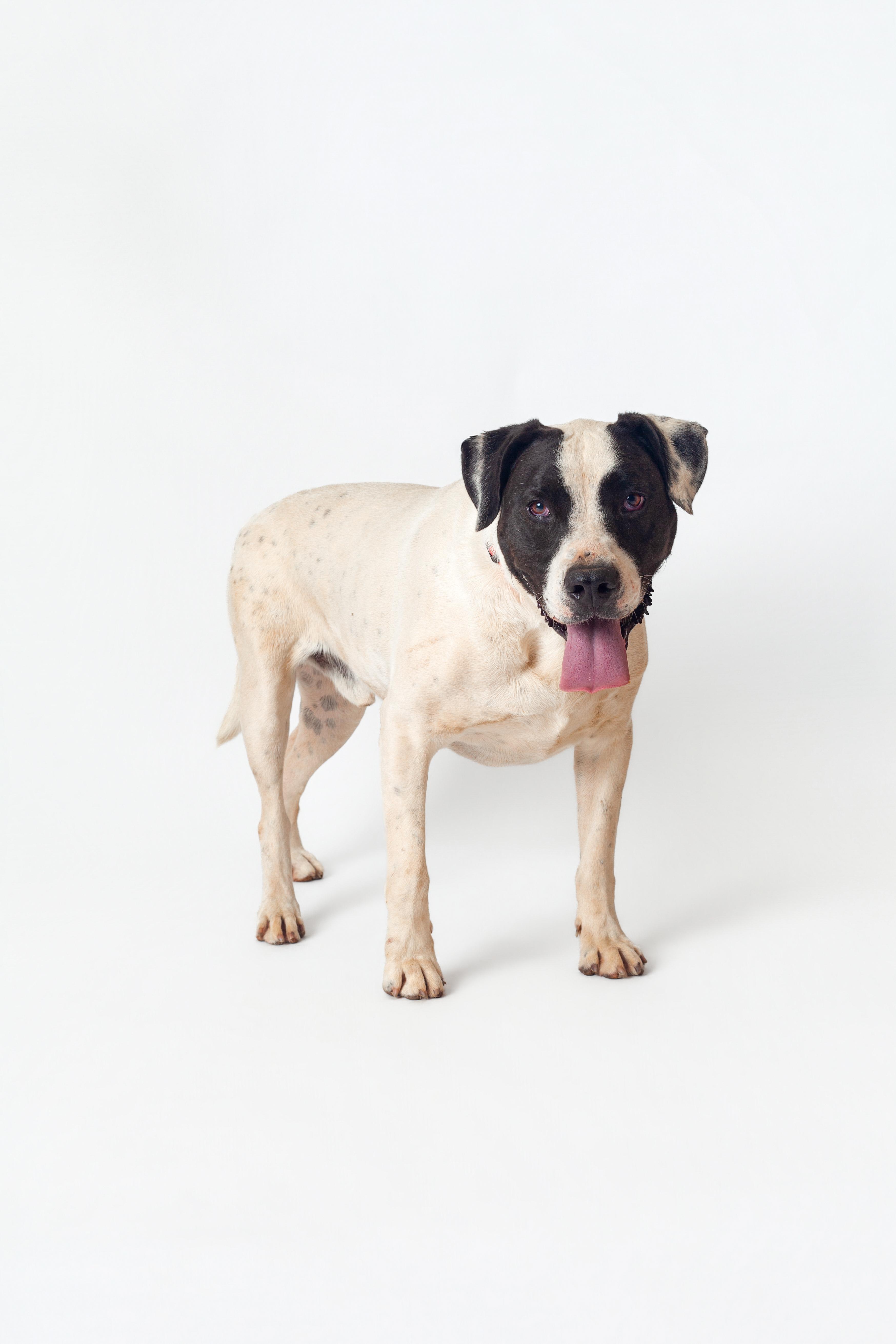 Huckleberry, Adoptable, Adult Male Pointer & Pit Bull Terrier.