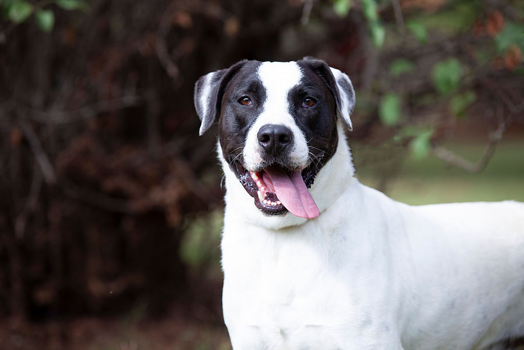 Huckleberry, a Adoptable mixed breed in Guthrie, OK image 1/4