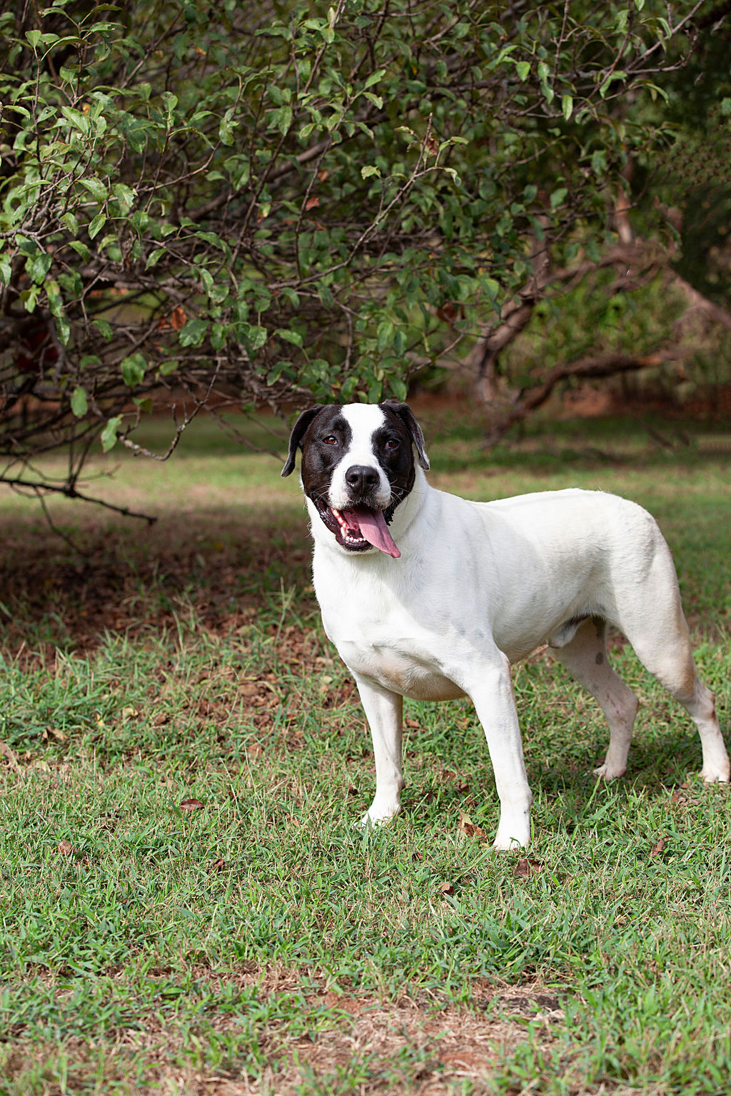 Huckleberry, a Adoptable mixed breed in Guthrie, OK image 2/4