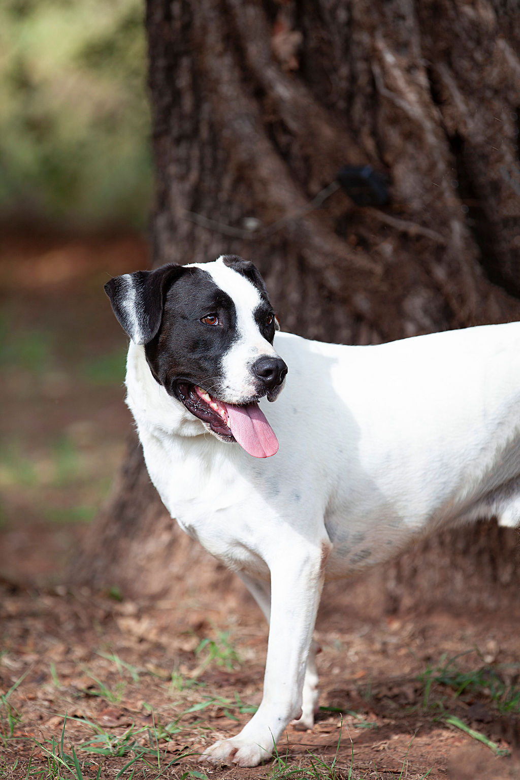 Huckleberry, a Adoptable mixed breed in Guthrie, OK image 3/4